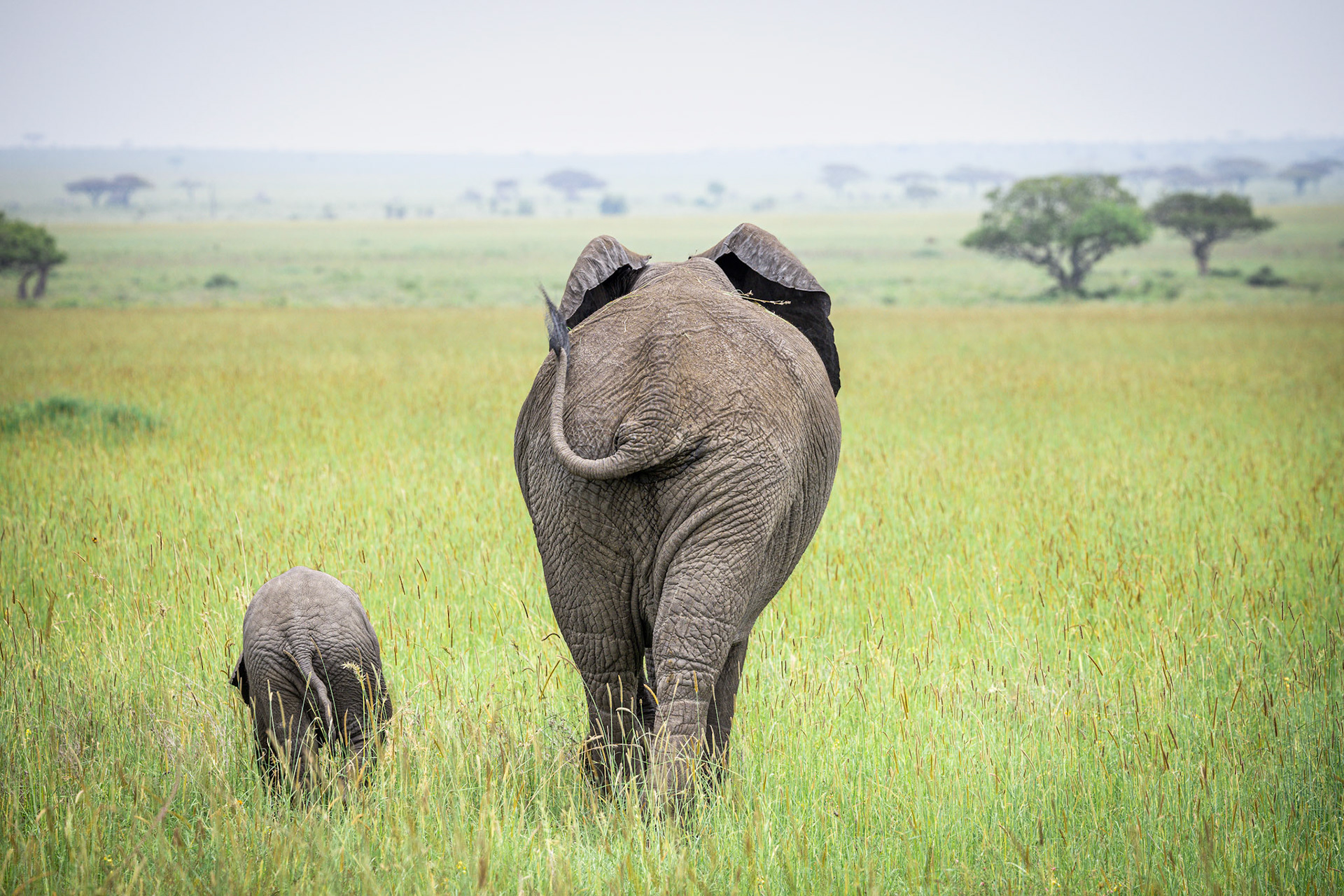 Elephant Mom and Her Baby  Walking into the Serengeti