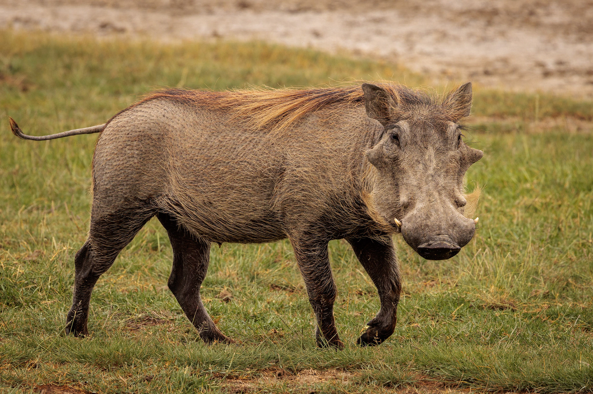 Big Pumba- Ngorongoro Crater