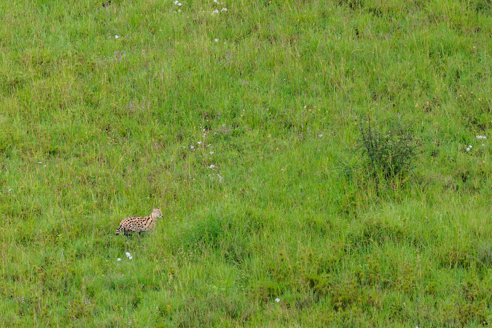 Serval from Balloon -Serengeti