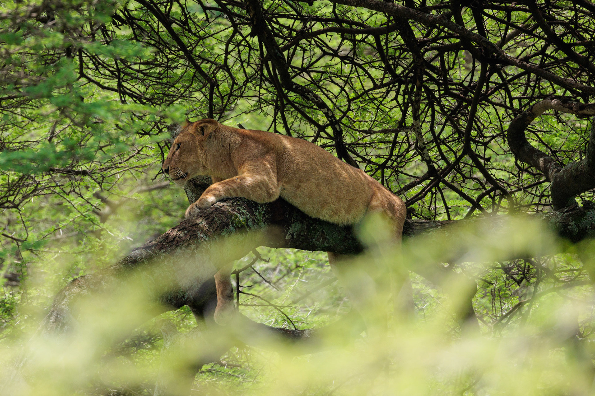 Lioness in Tree - Serengeti