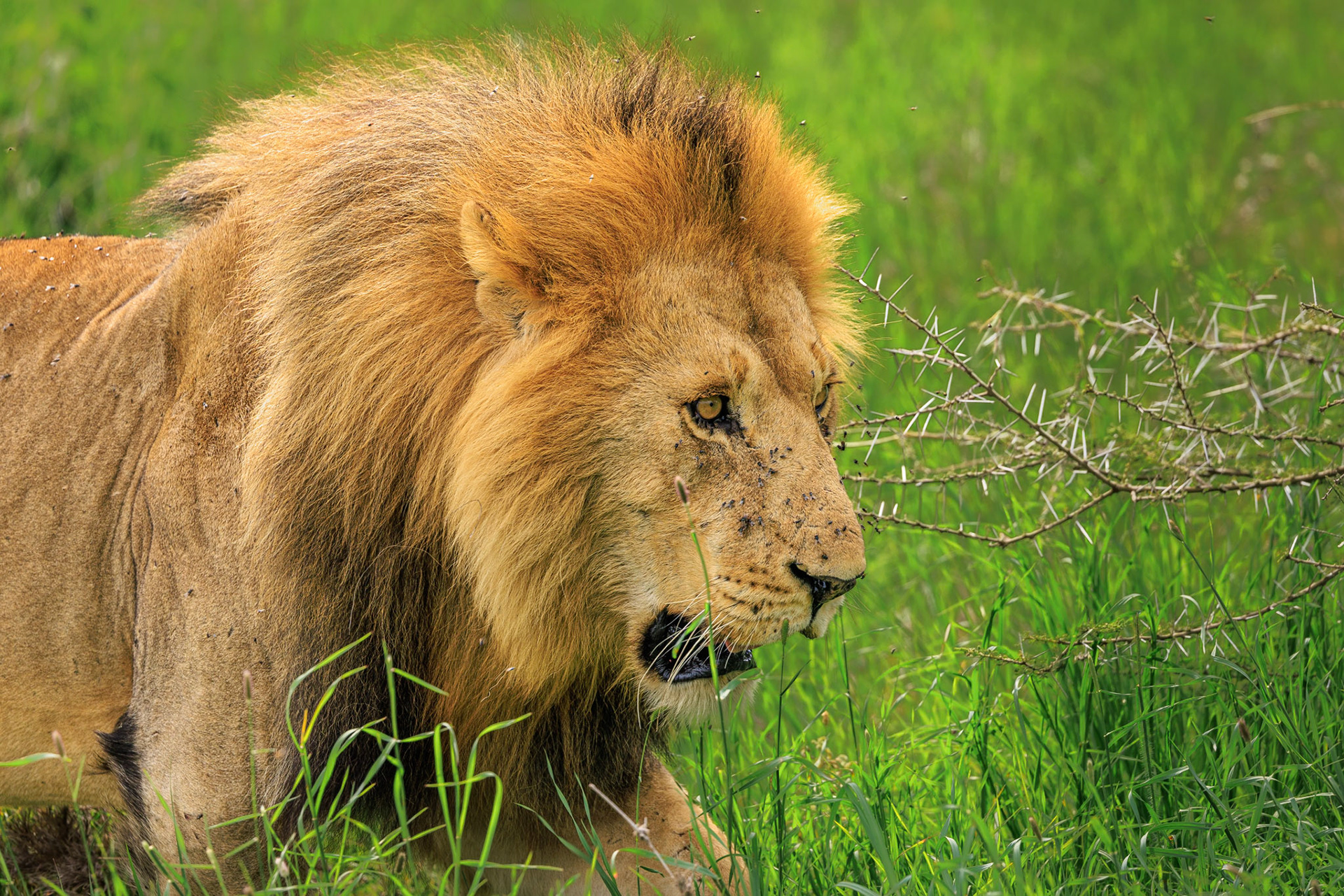 Mufasa Walking Through Grass