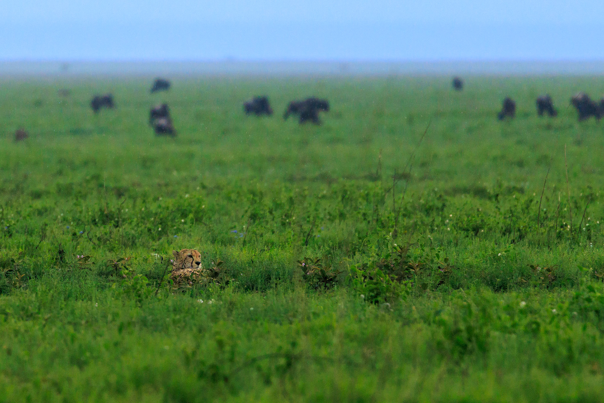 Cheetah in the Serengeti Grass