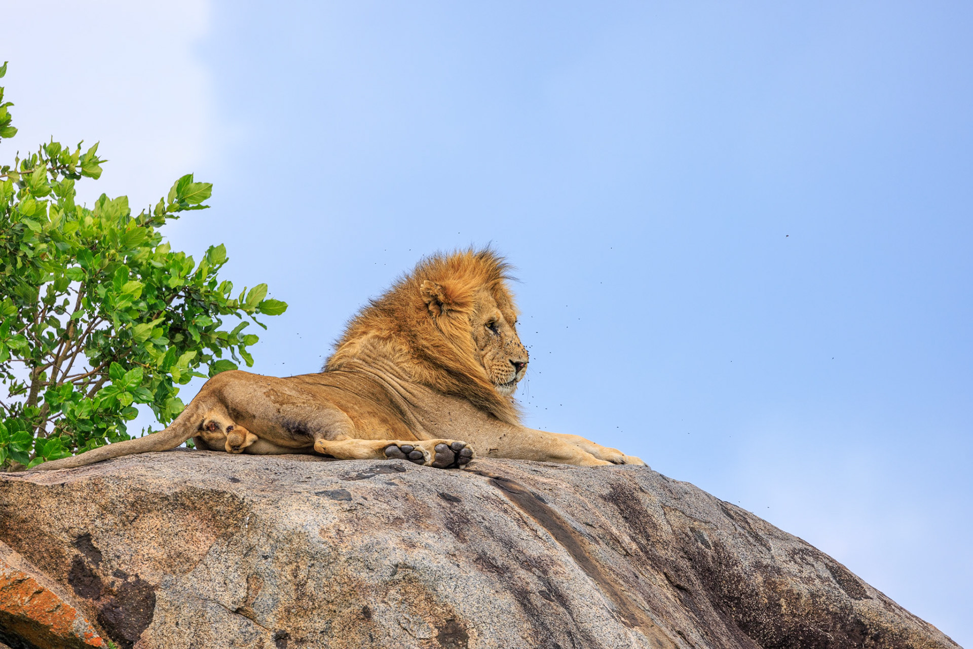 Lion on Rock in Serengeti-King of the Jungle
