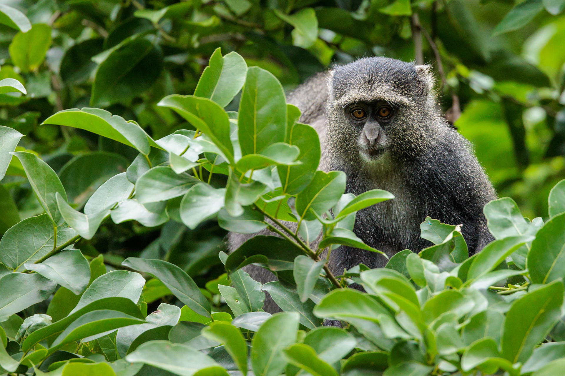 Sykes-Blue Monkey in Lake Manyara National Park