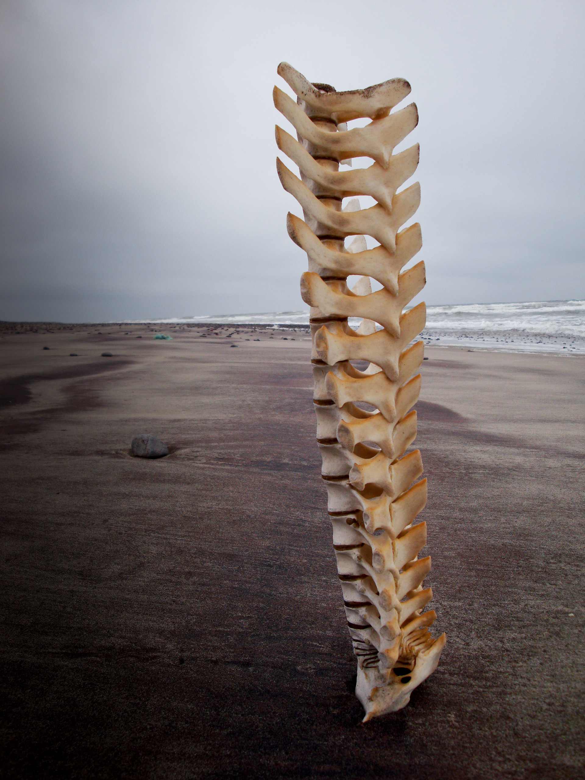 Skeleton Coast, Namibia | Africa