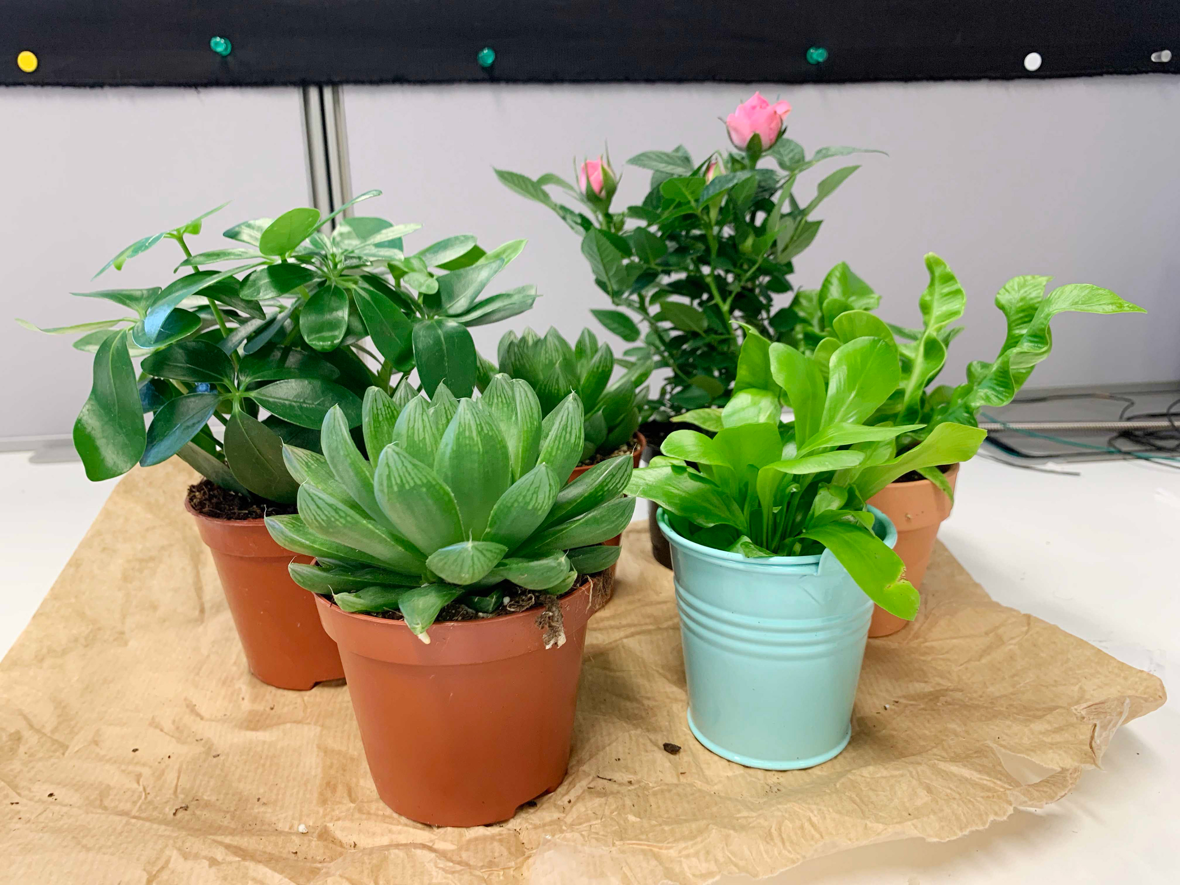 Potted Plants