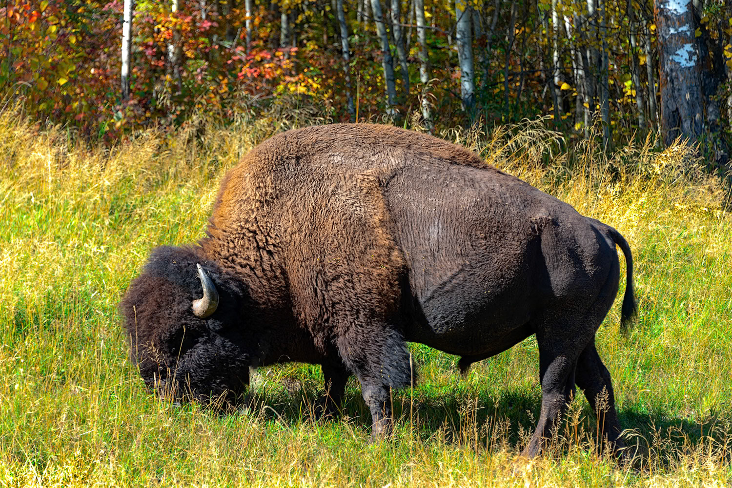 Elk National Park, Alberta - 2021