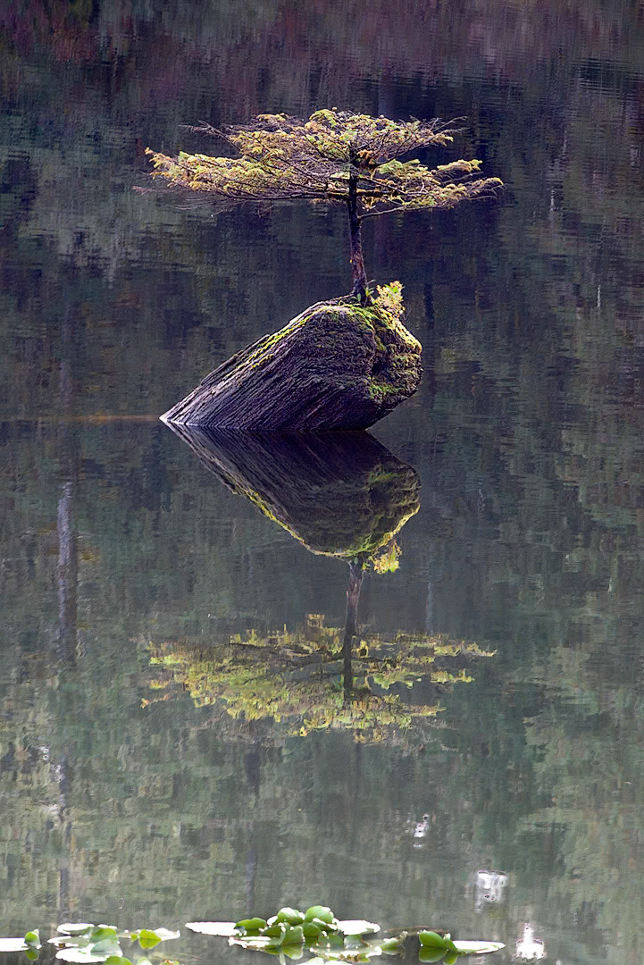 Fairy Lake, Vancouver Island - 2021