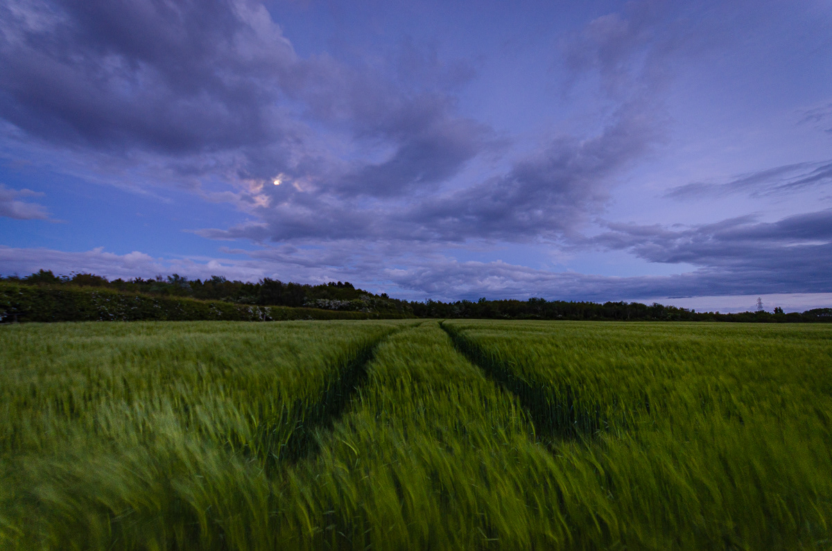 Wheat field in the Blue Hour