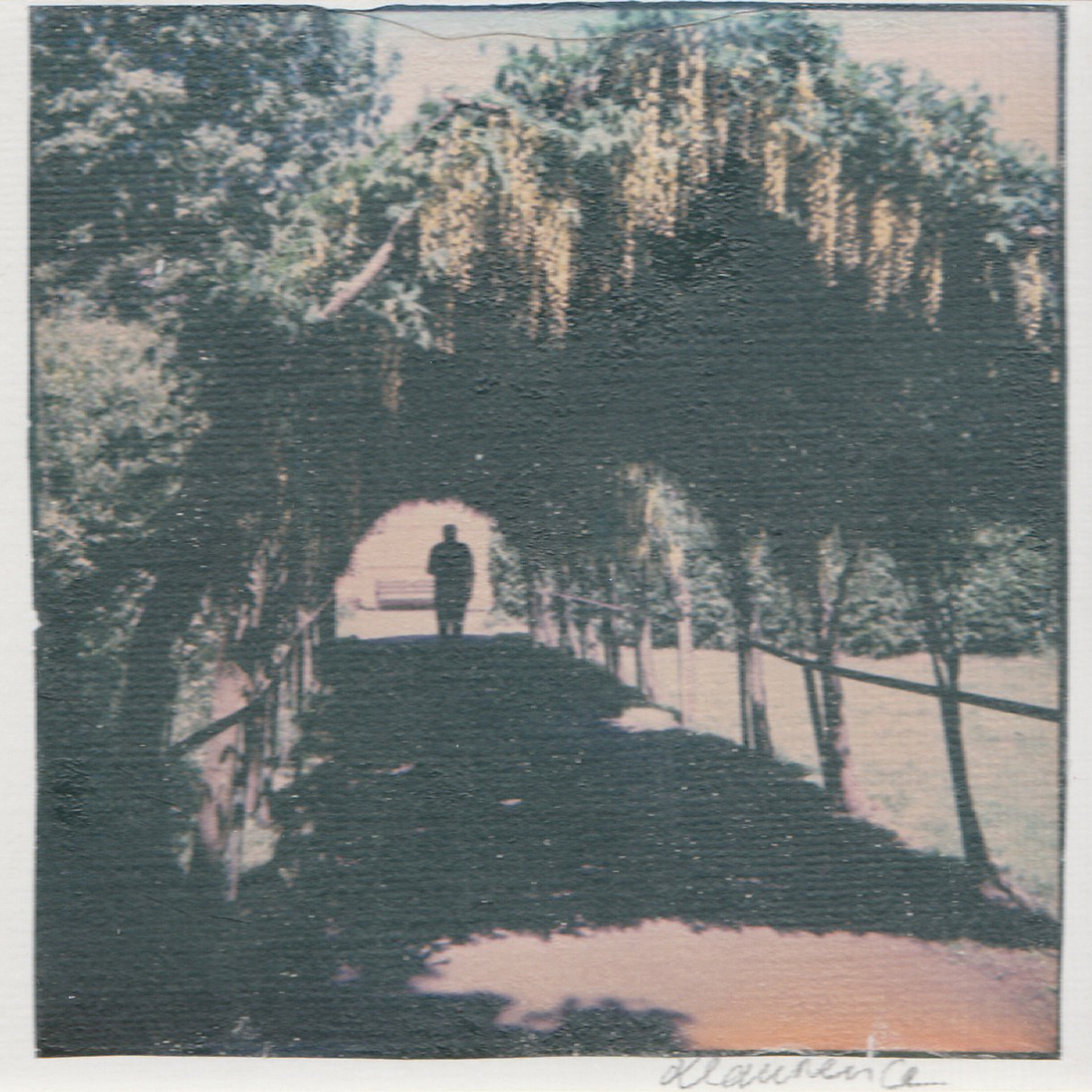 Laburnum Arch     Polaroid Lift onto Watercolour Paper