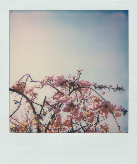 Cherry Blossom
