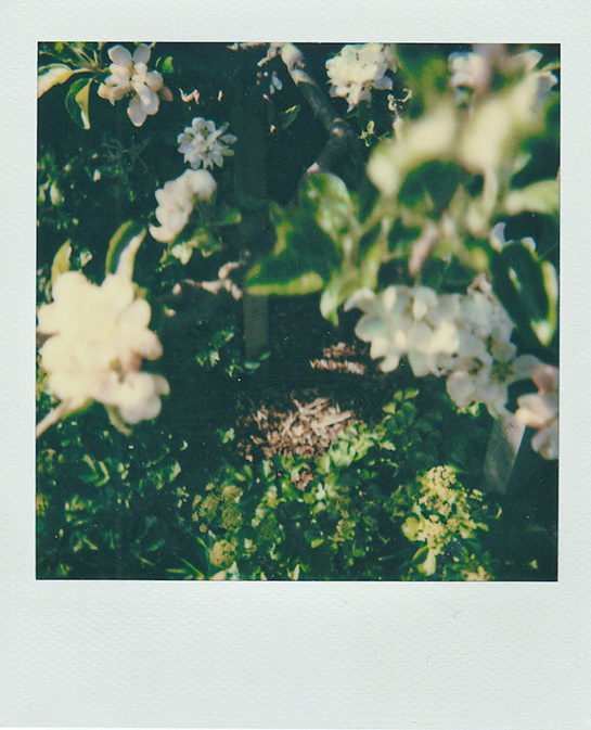 Apple Blossom