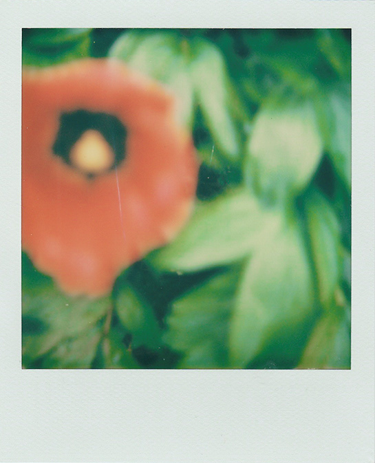 Poppy