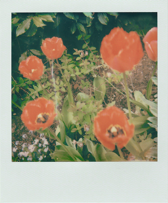 Red Poppies