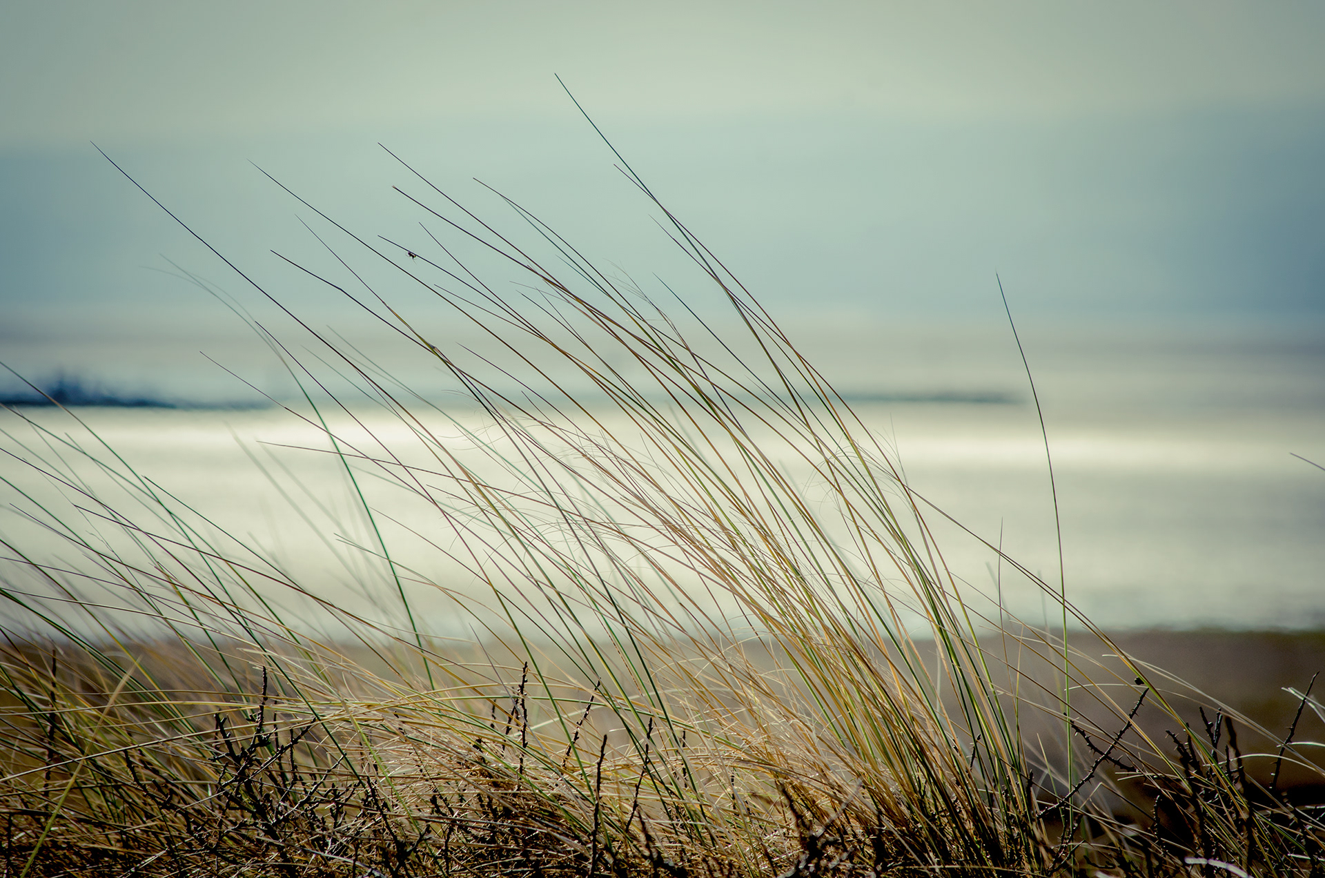 Seagrass