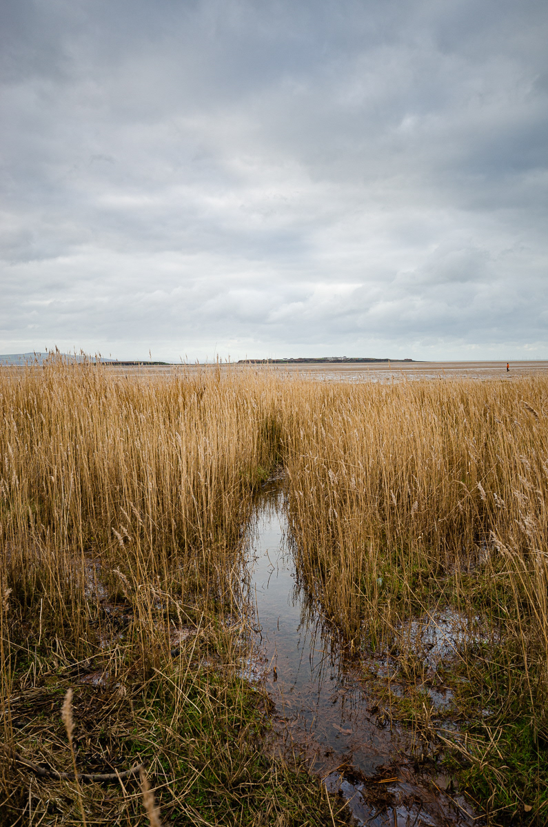 Hilbre Island through the Grass