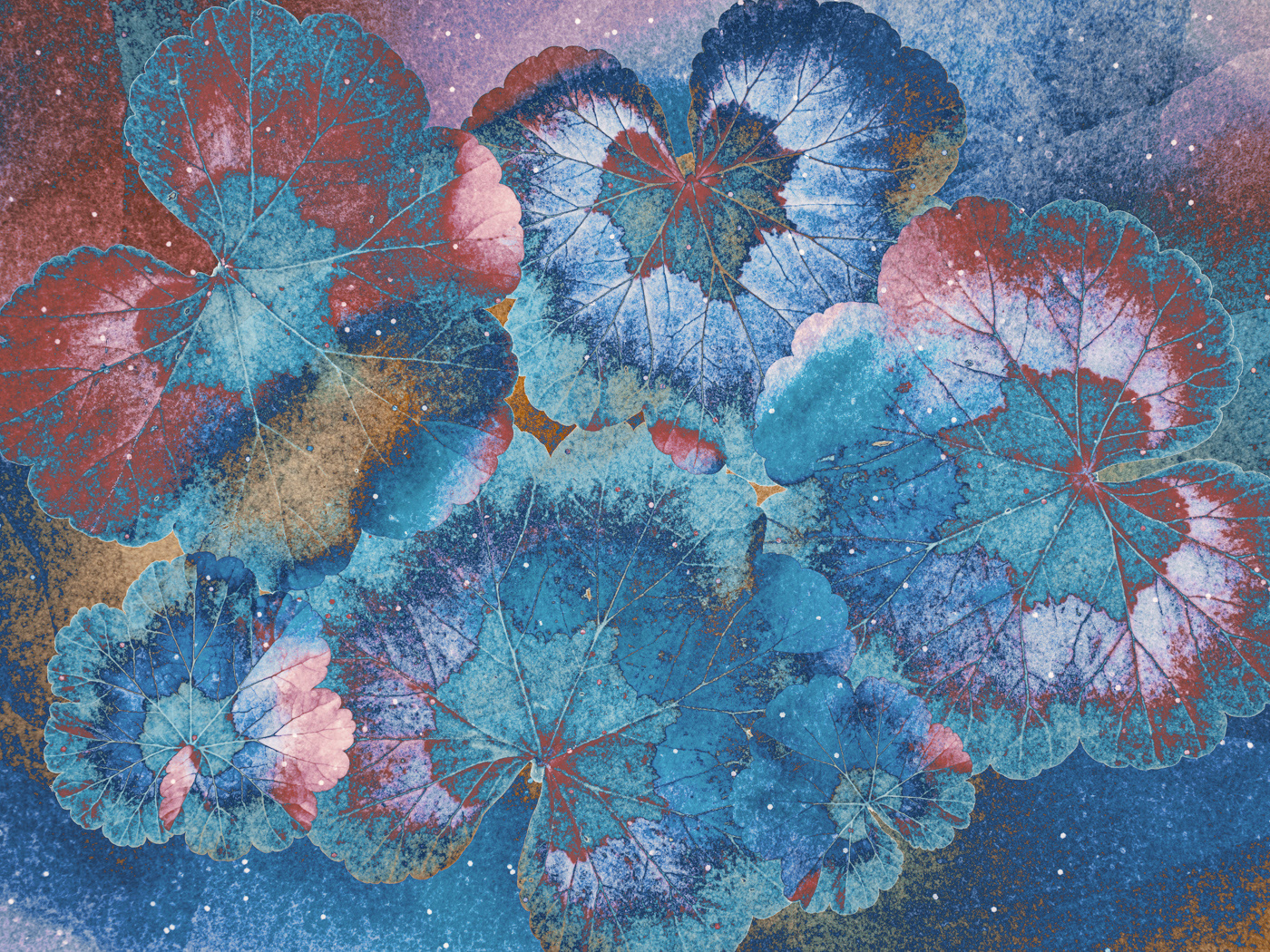 Geraniums in Winter
