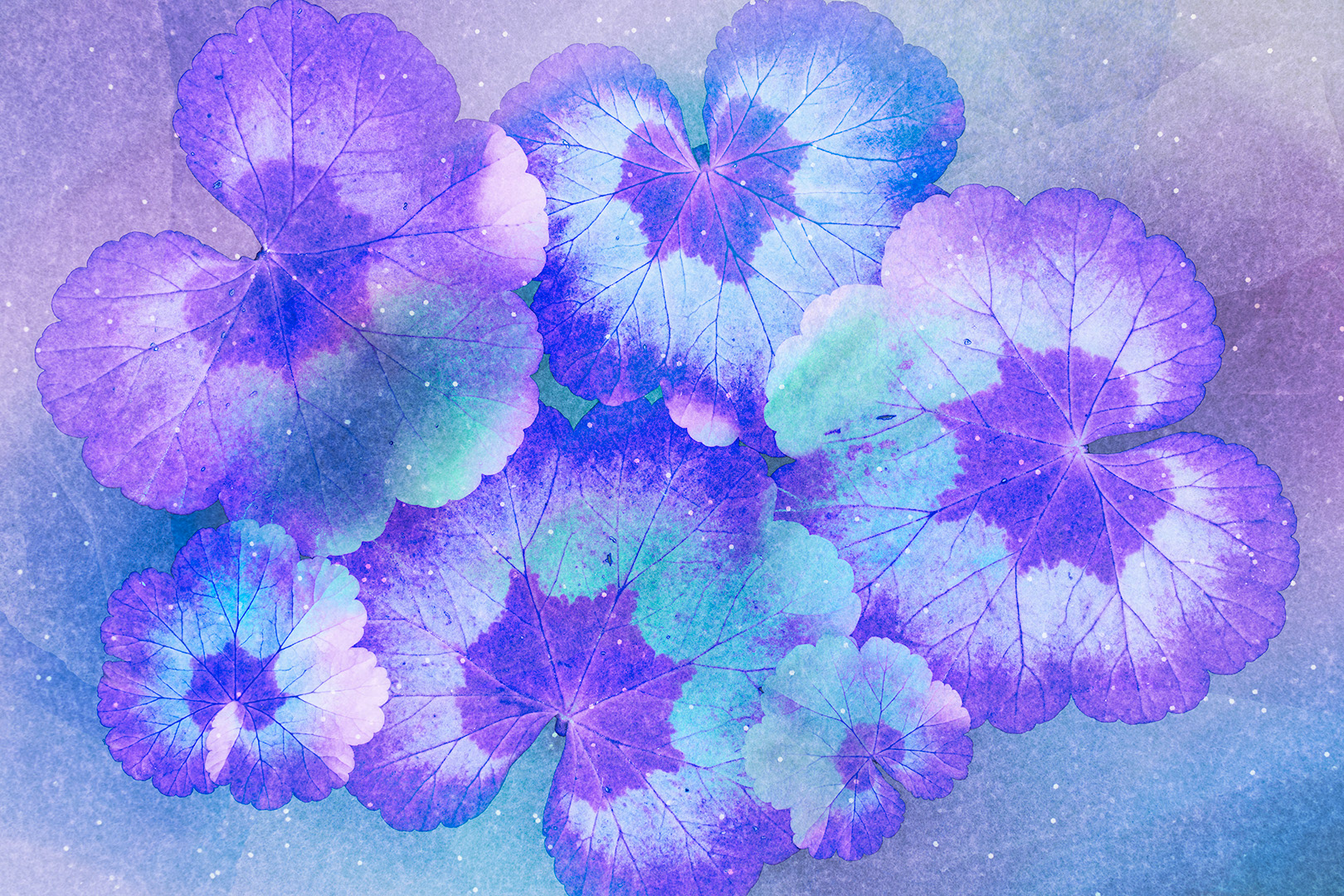 Geraniums of a Different Color