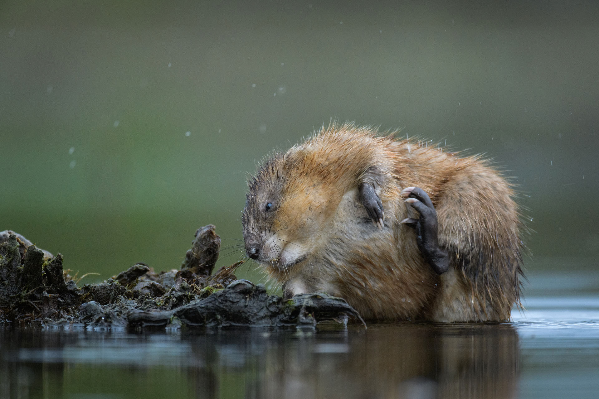 Muskrat