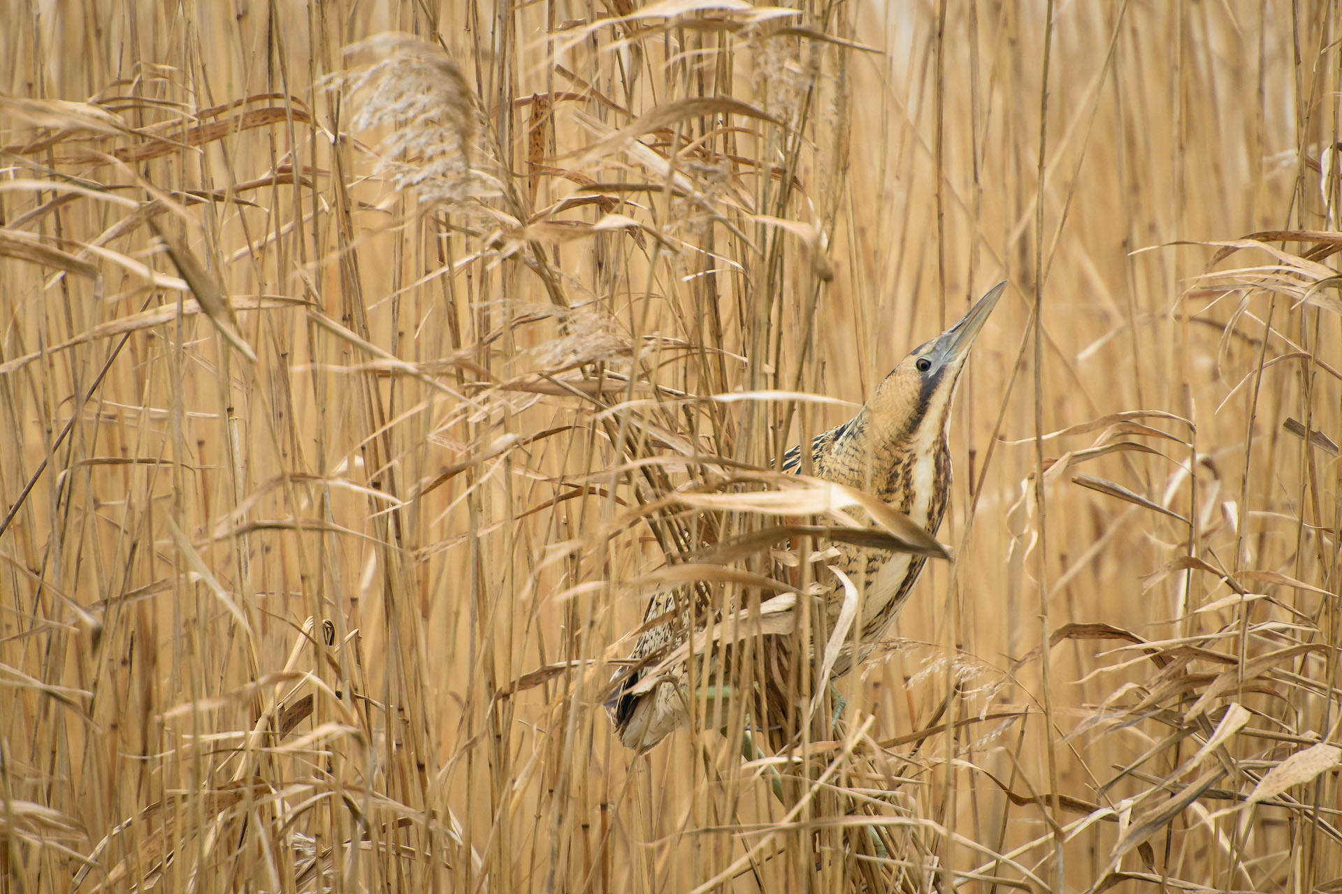 Bittern