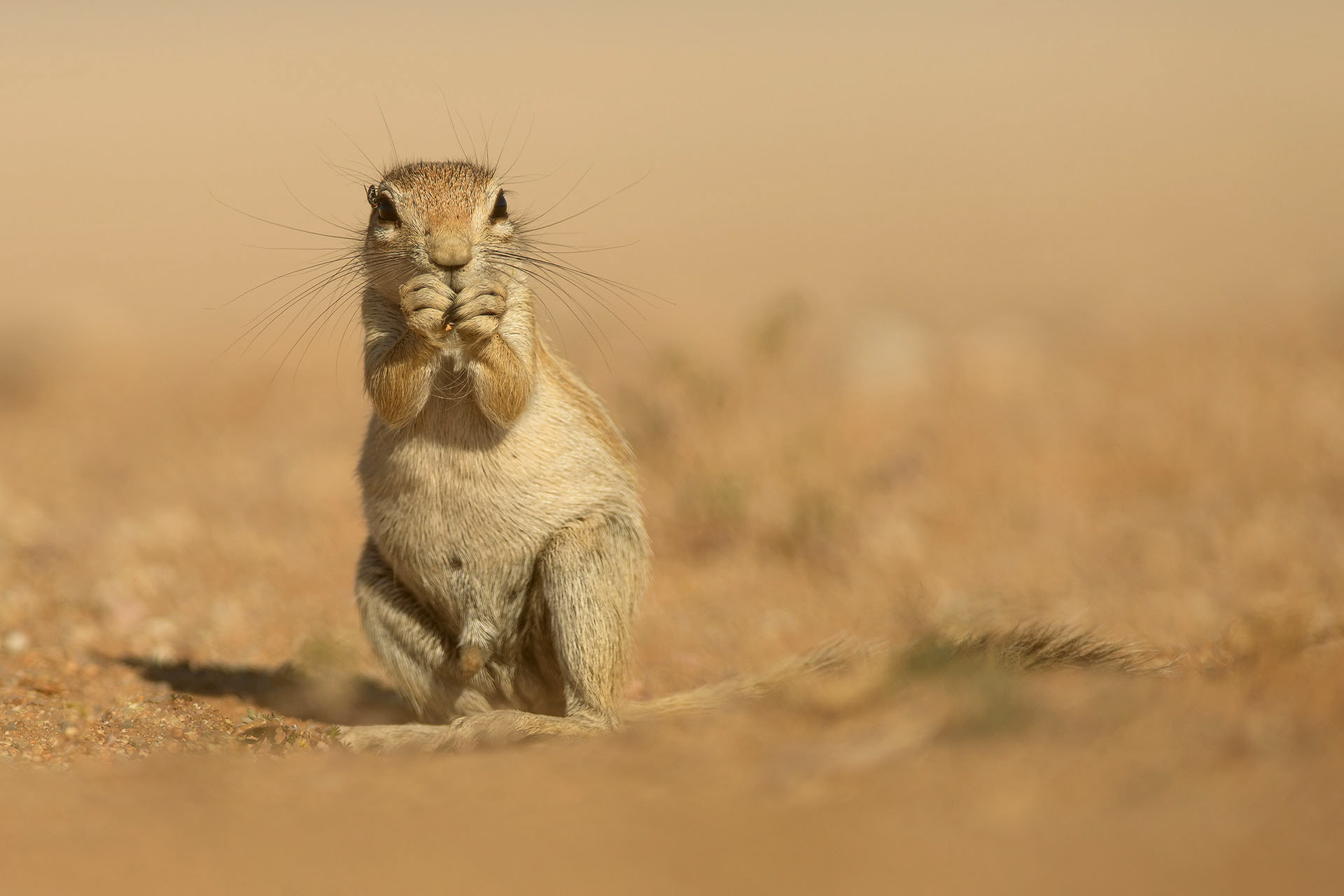 Ground squirrel | Namibia