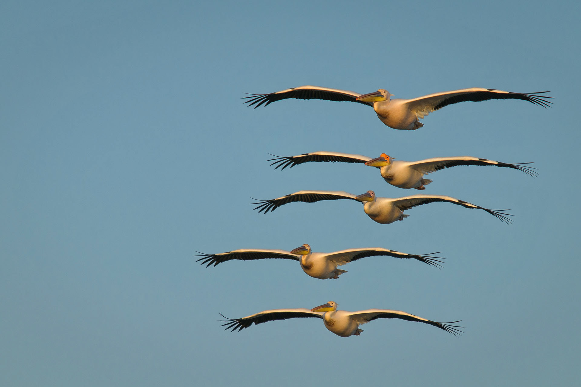 Great white pelicans