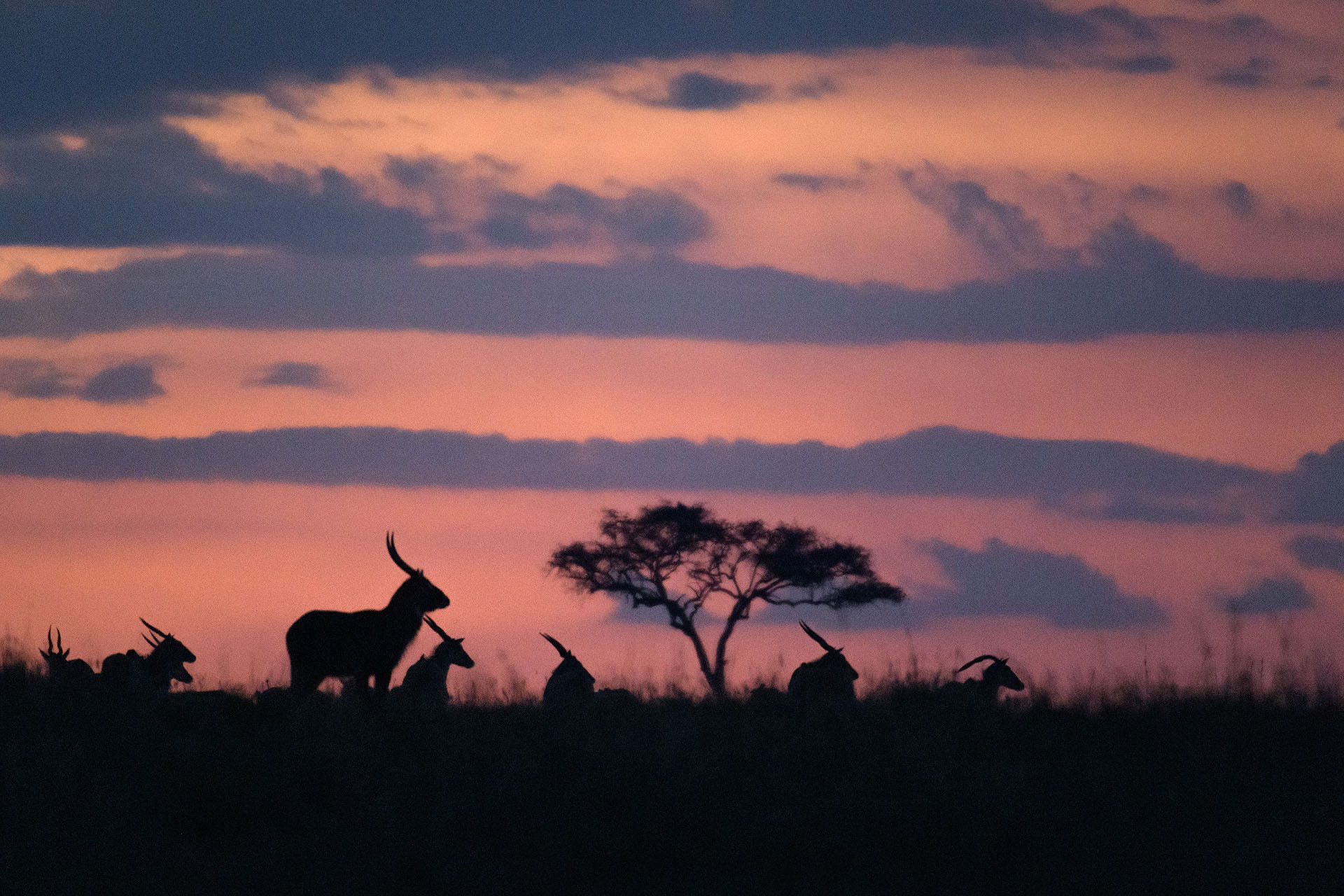 Masai Mara | Kenya