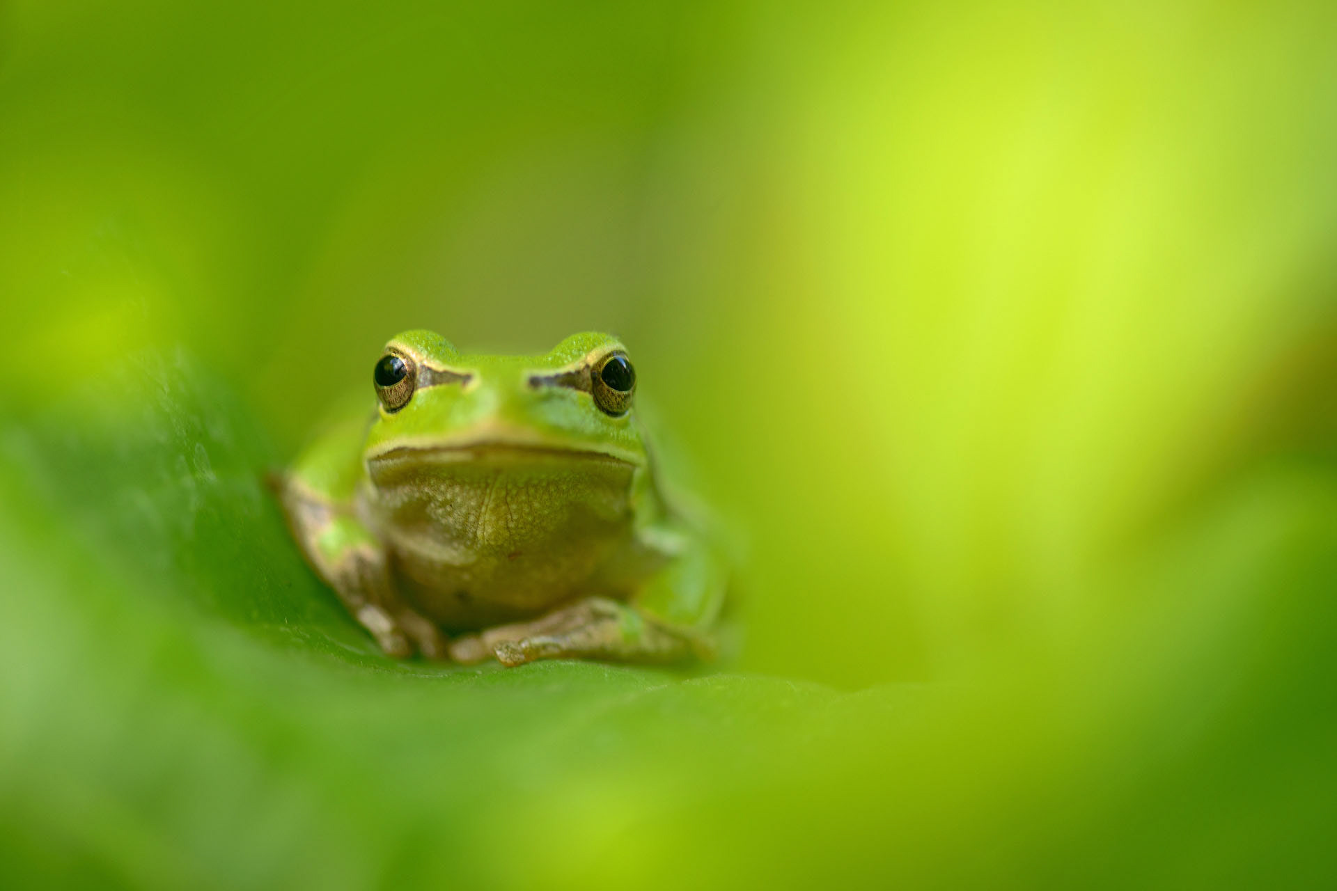 Tree frog