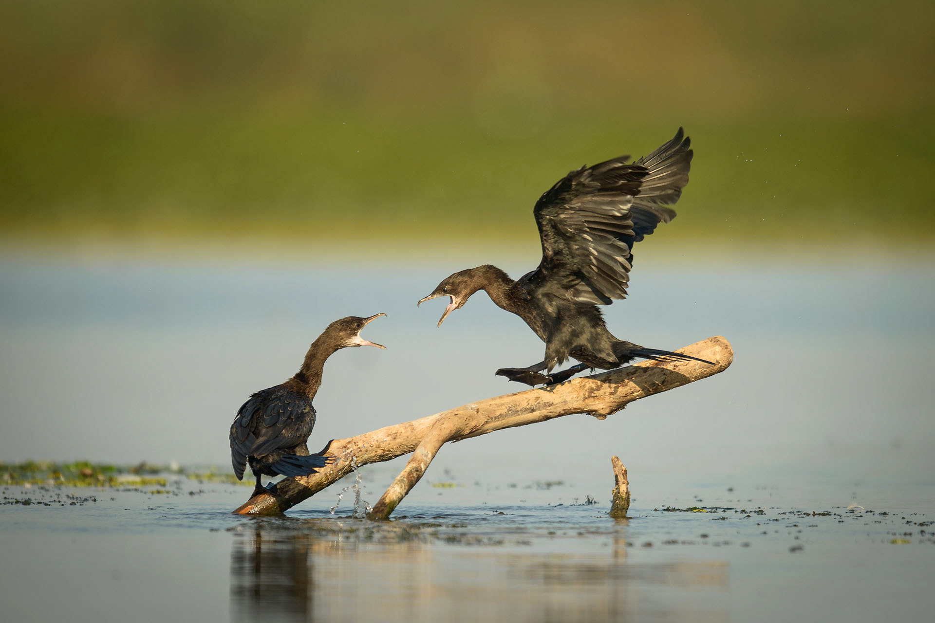 Pygmy cormorant