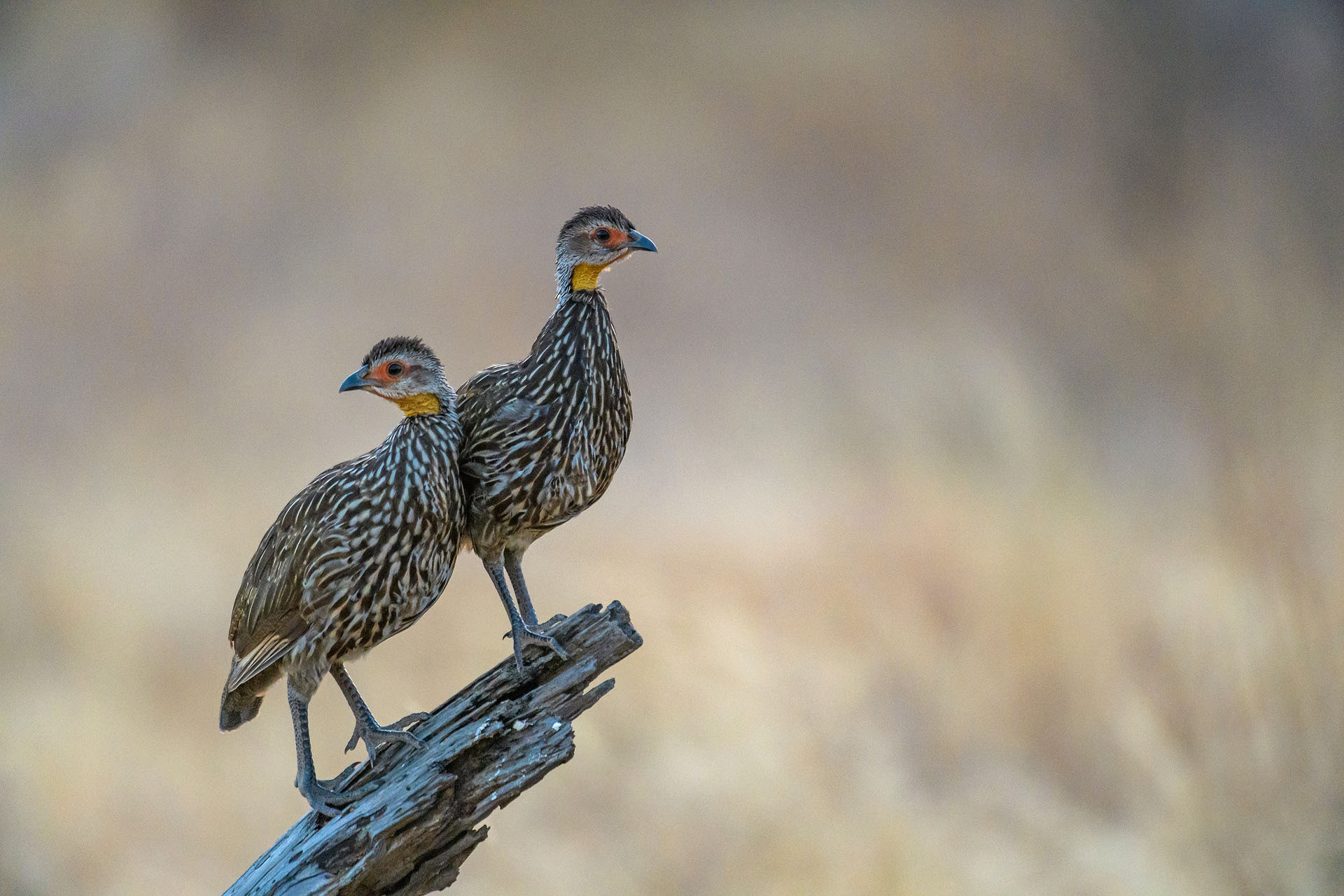 Spurfowel, Samburu | Kenya