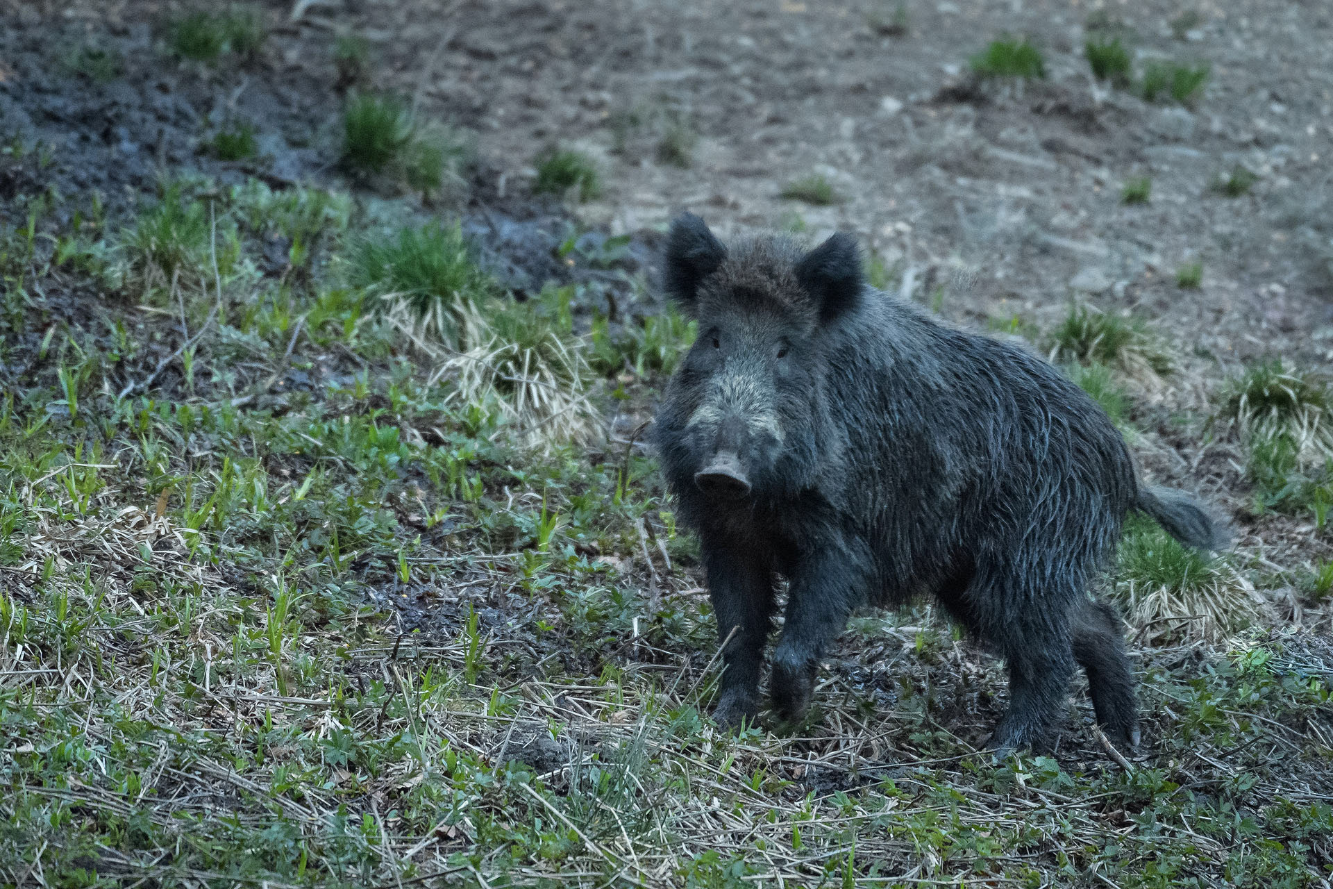 Wild boar | Țarcu Mountain