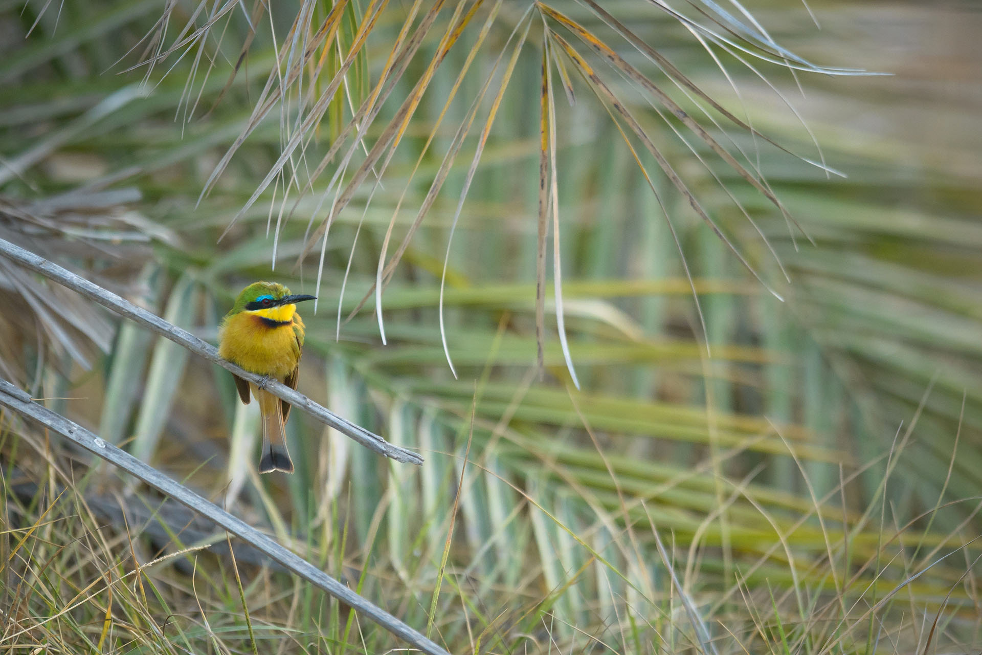 Bee-eater, Amboseli | Kenya