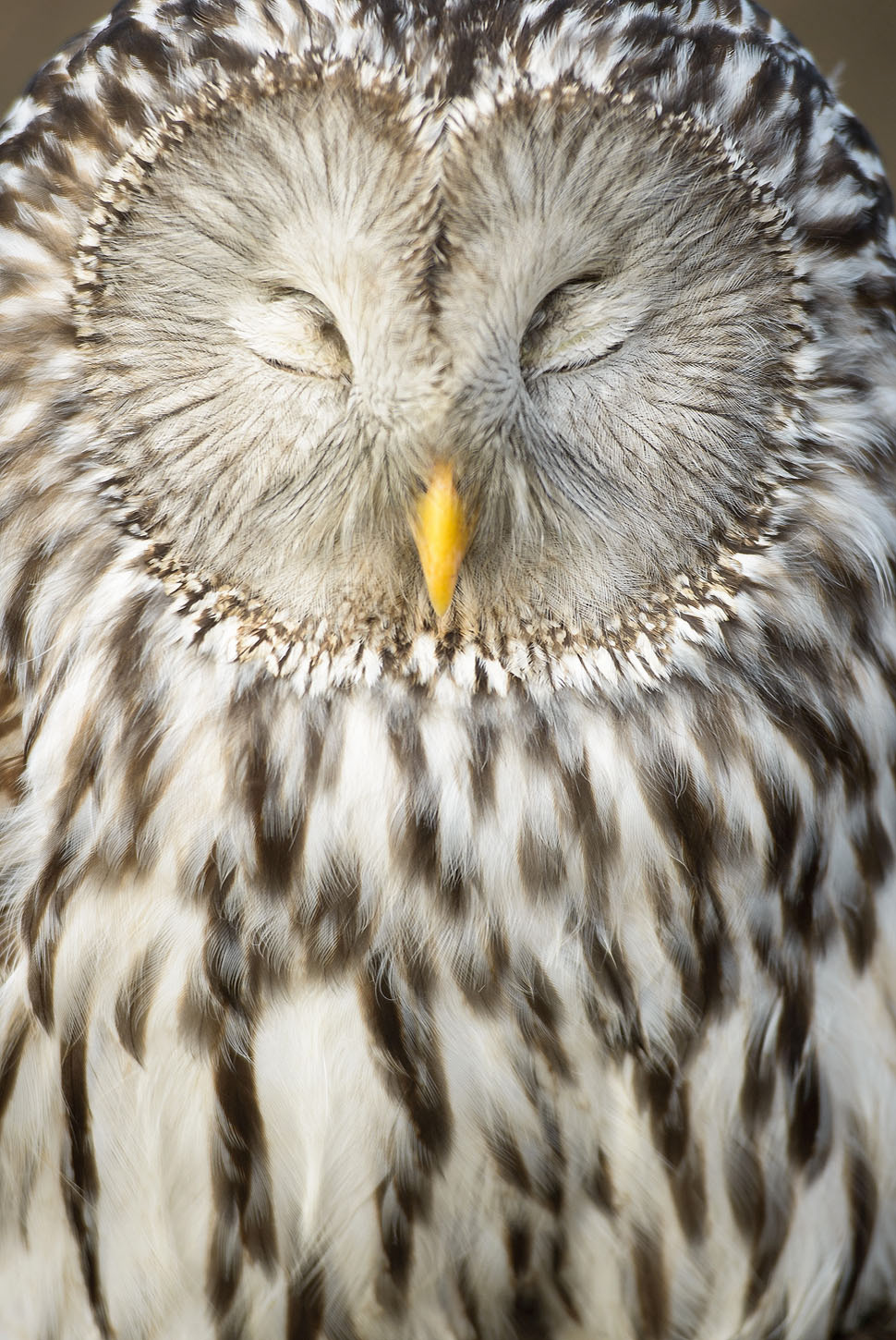 Ural owl