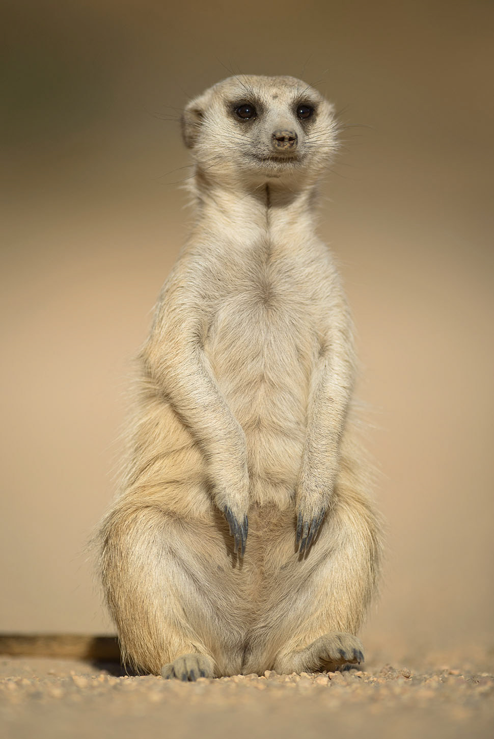 Meerkat | Namibia