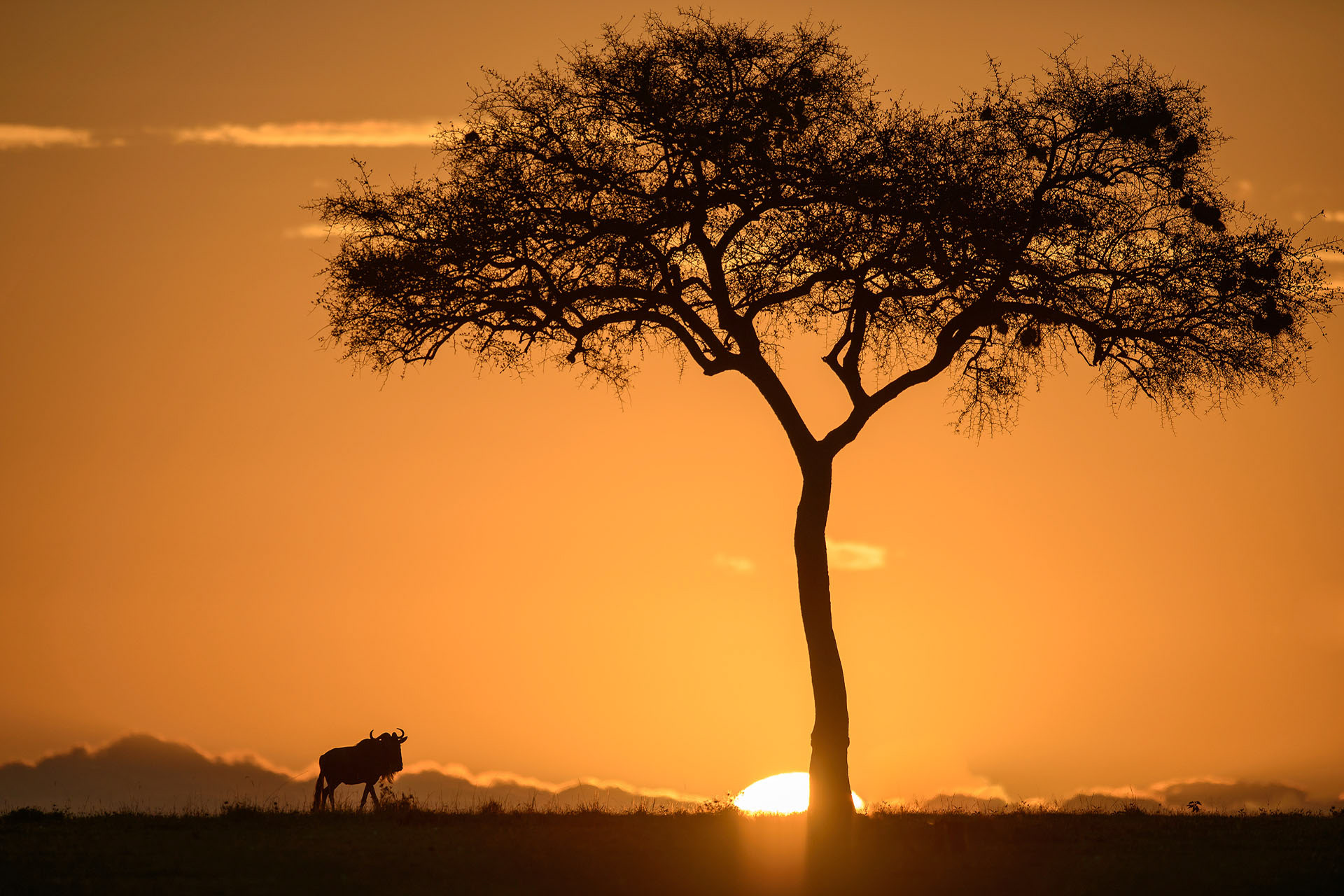 Wildebeest, Masai Mara | Kenya