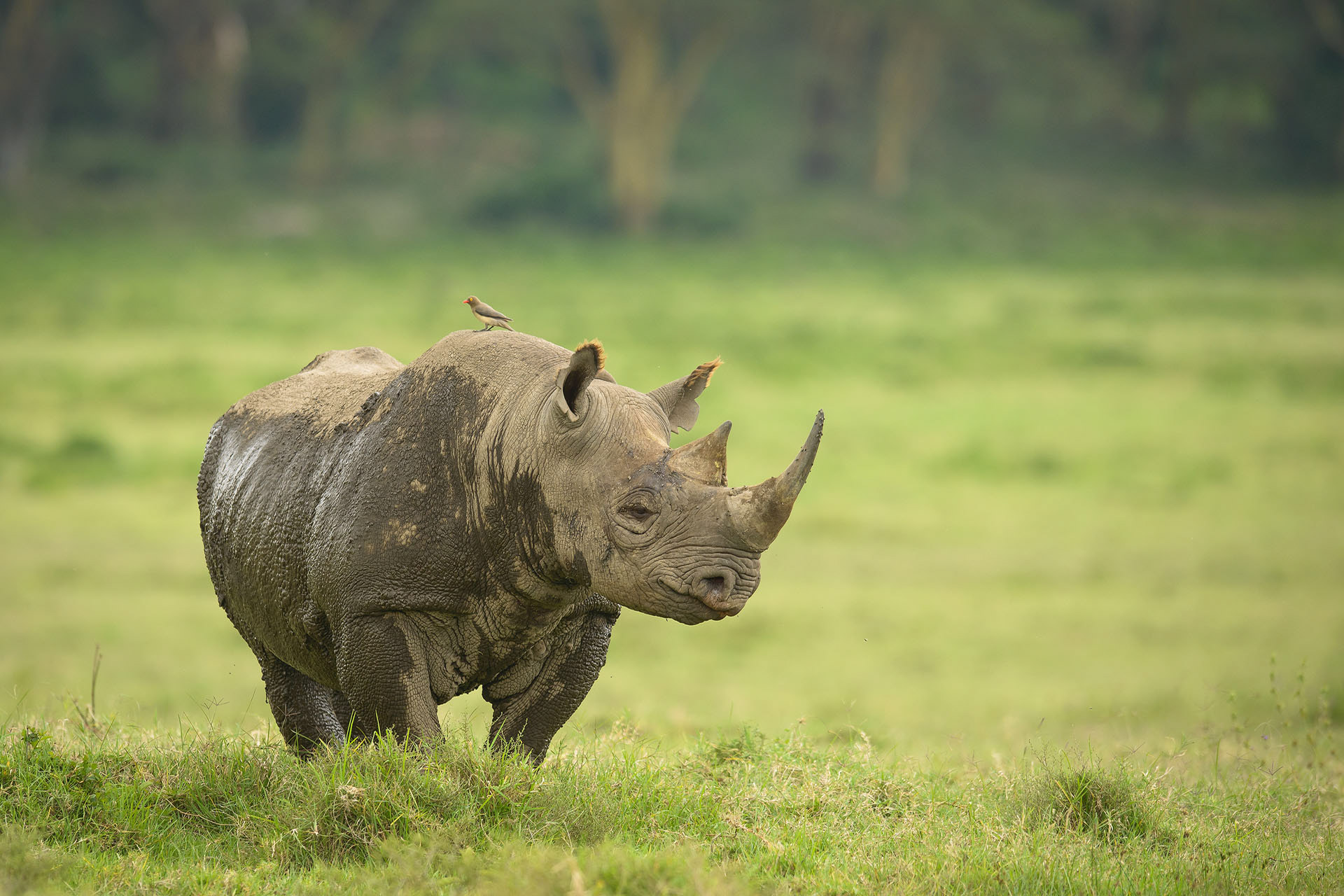 Black rhino, Lake Nakuru | Kenya