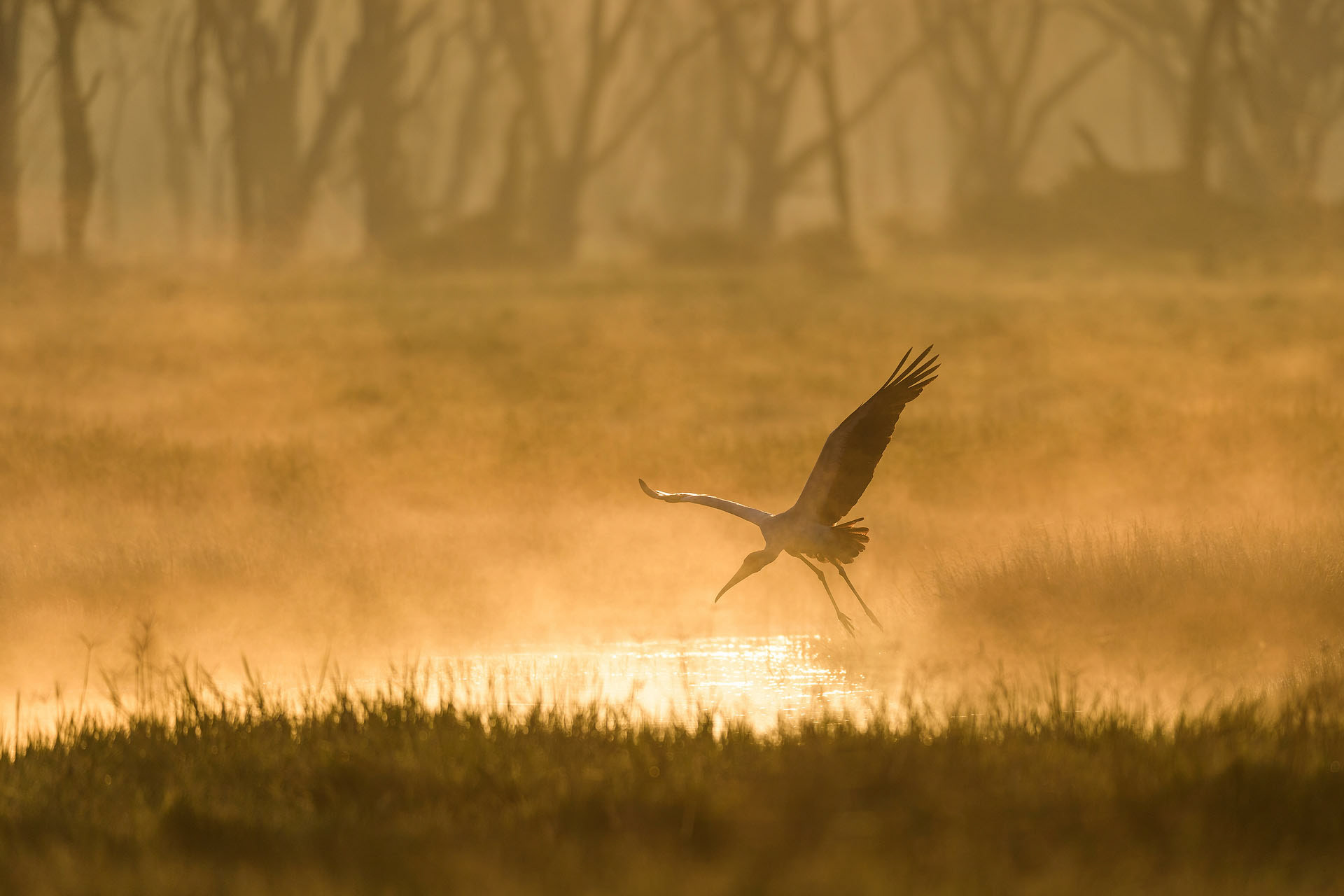 Yellow-billed stork, Lake Nakuru | Kenya