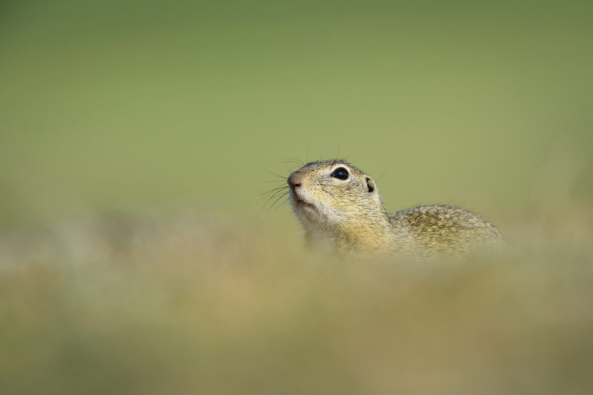 European ground squirrel | Dobrogea
