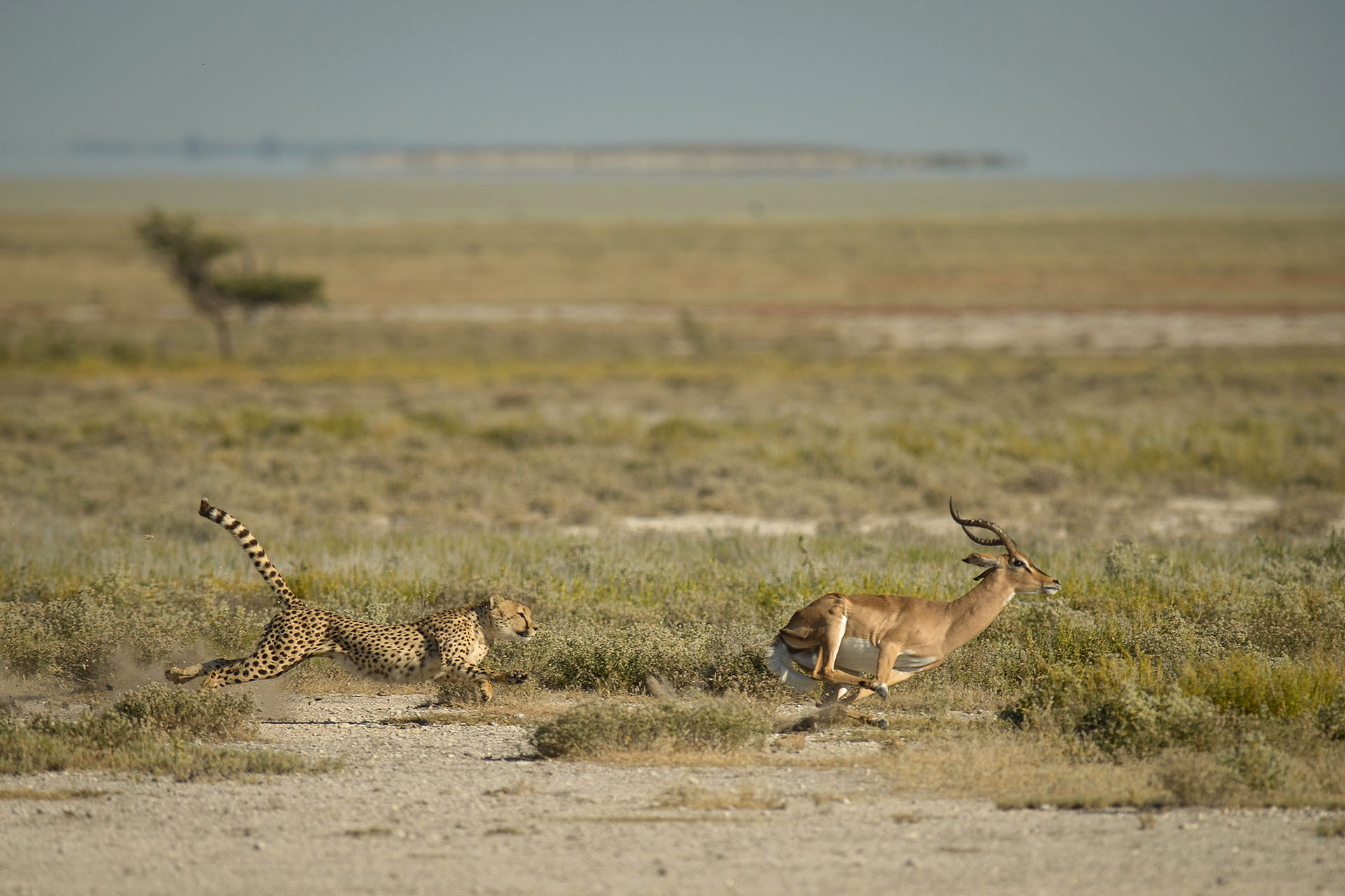 Cheetah and impala, Etosha | Namibia
