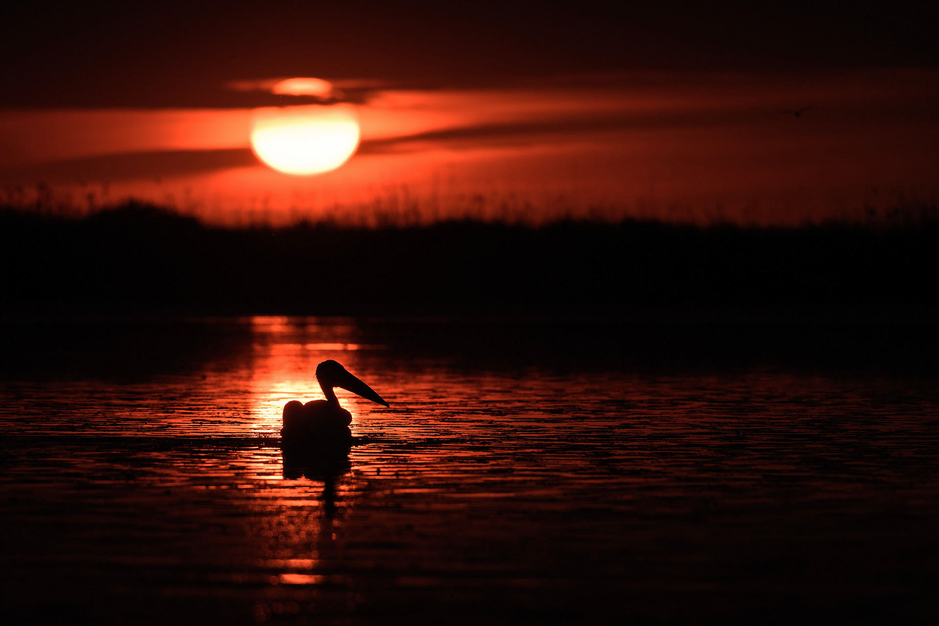 Great white pelican
