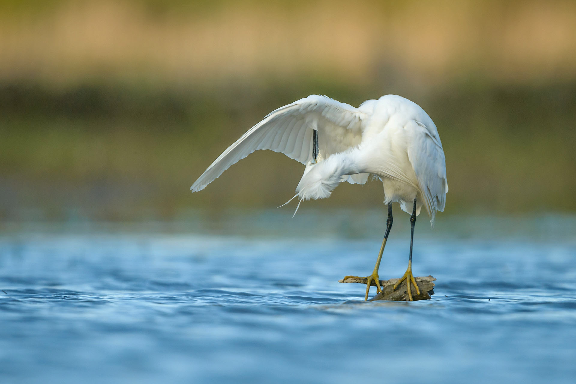 Little egret