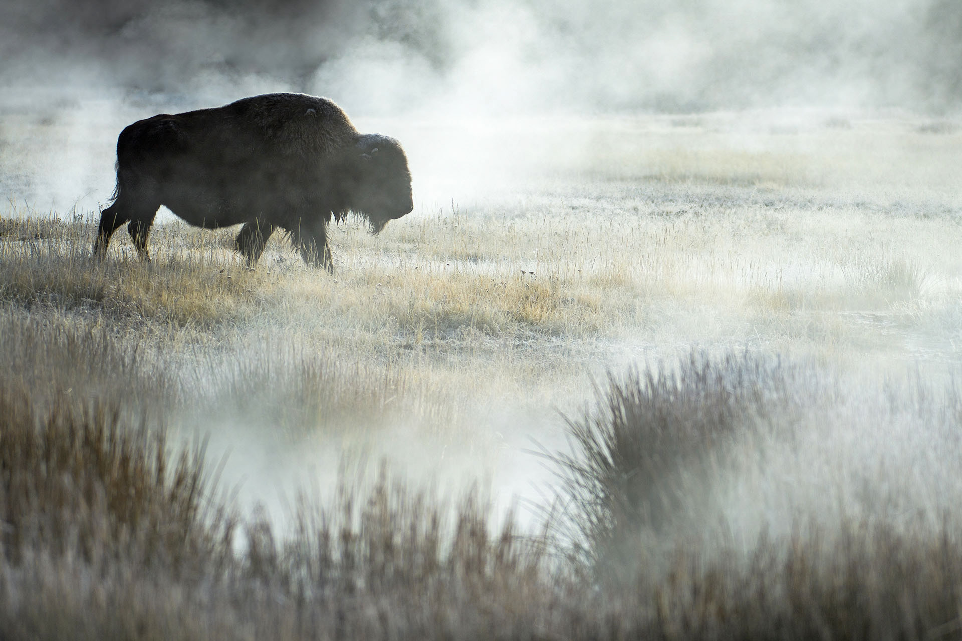 Bison | Yellowstone