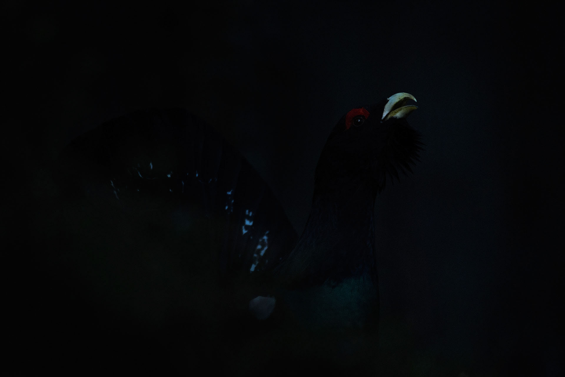 Capercaillie