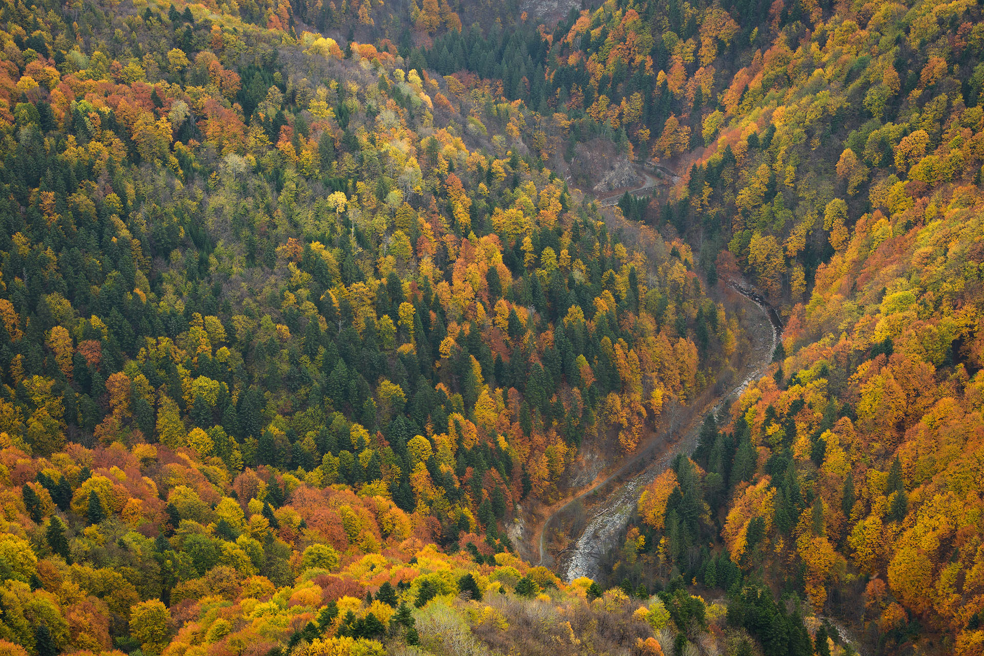 Tișița Gorge | Putna - Vrancea Nature Park