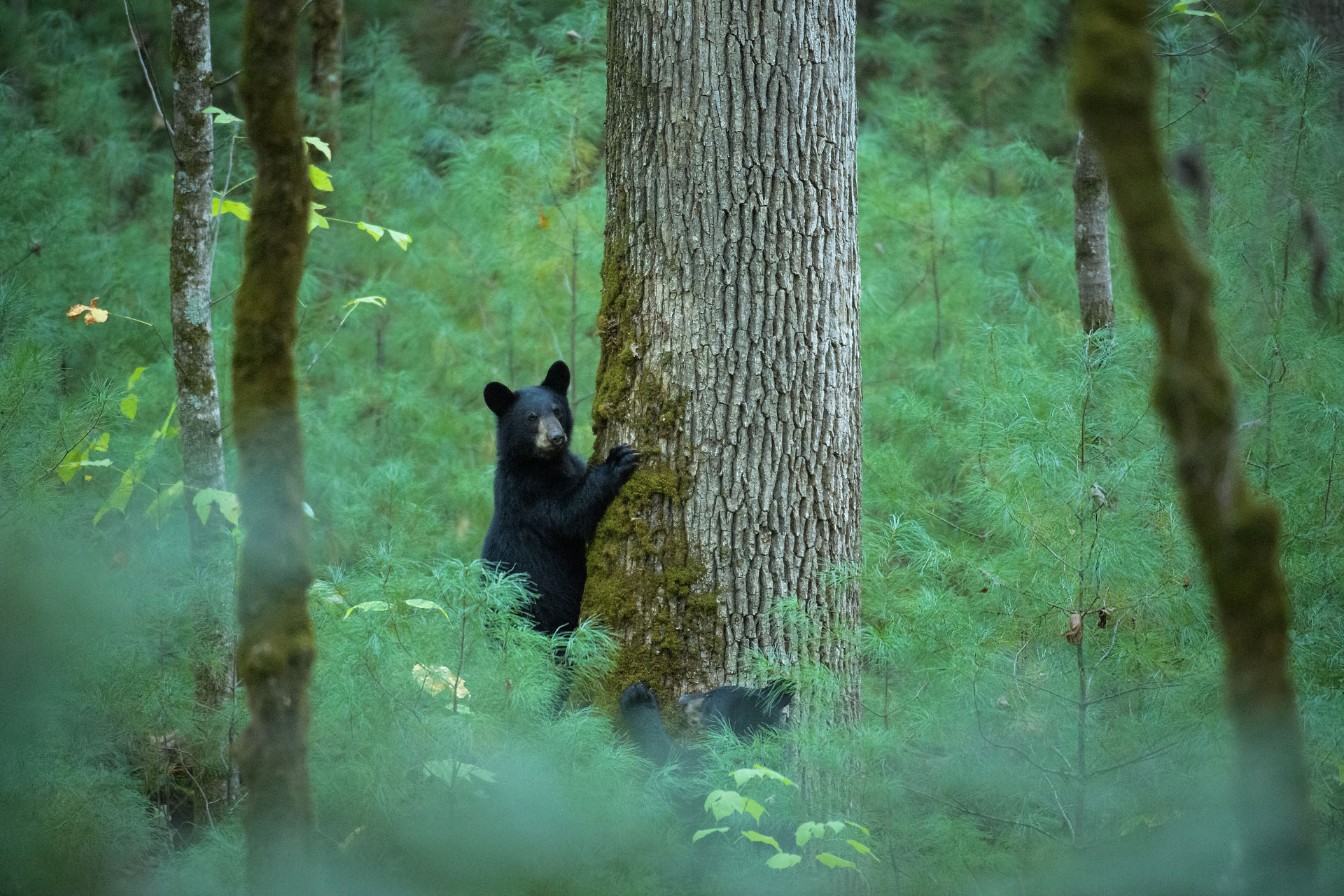 Black bear | Great Smoky Mountains
