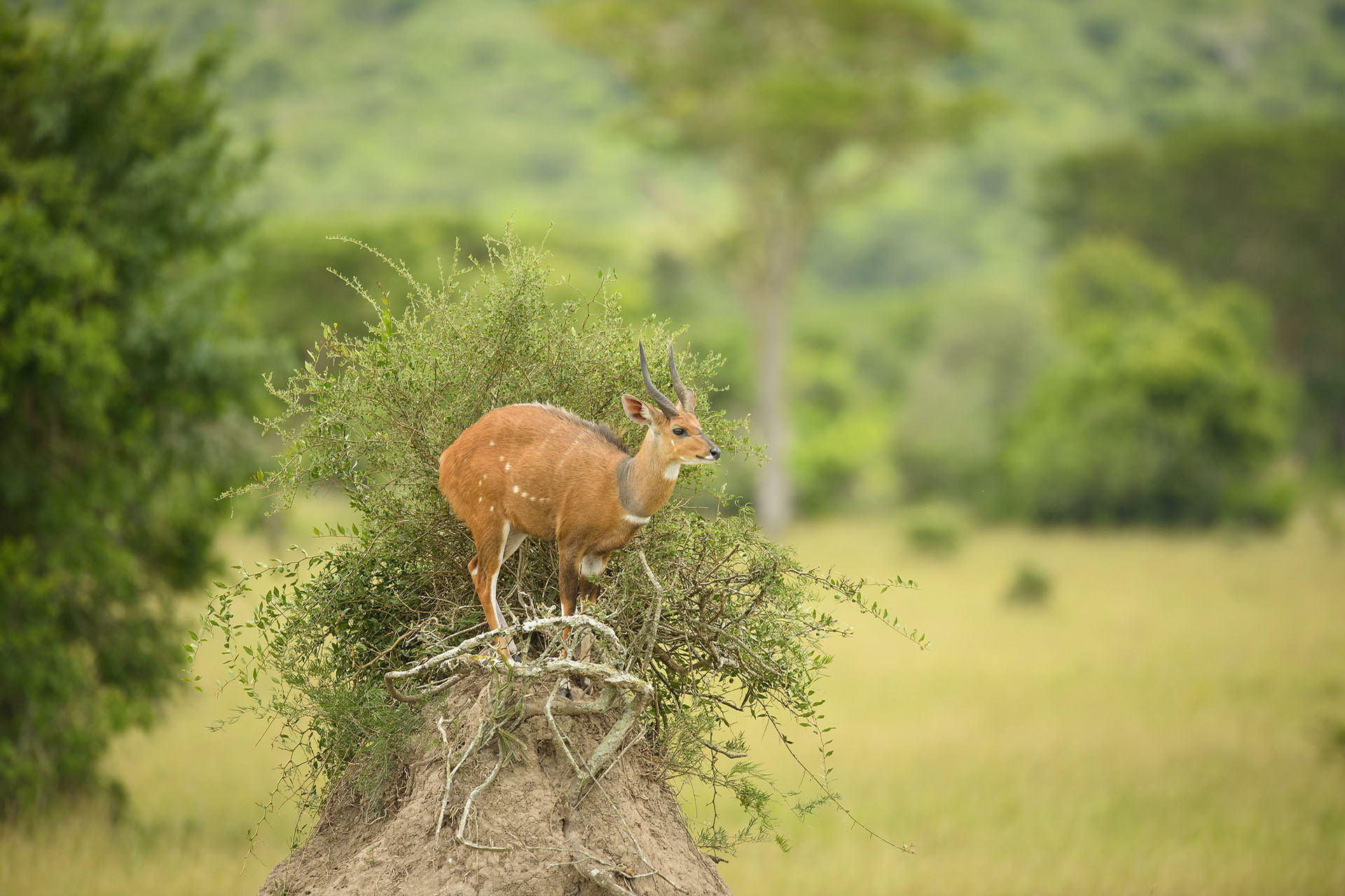 Bushbuck, Lake Mburo | Uganda