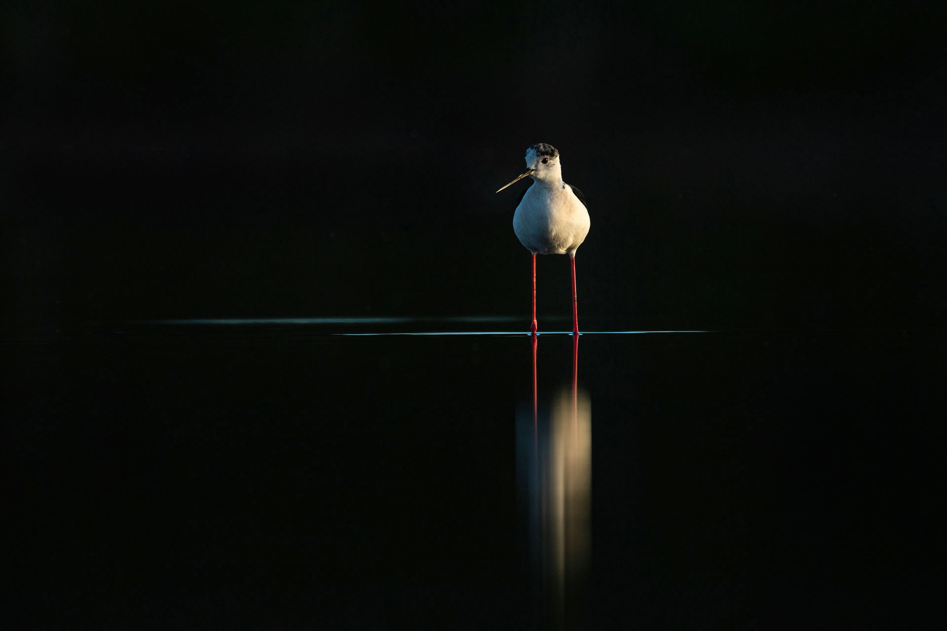 Black-winged stilt