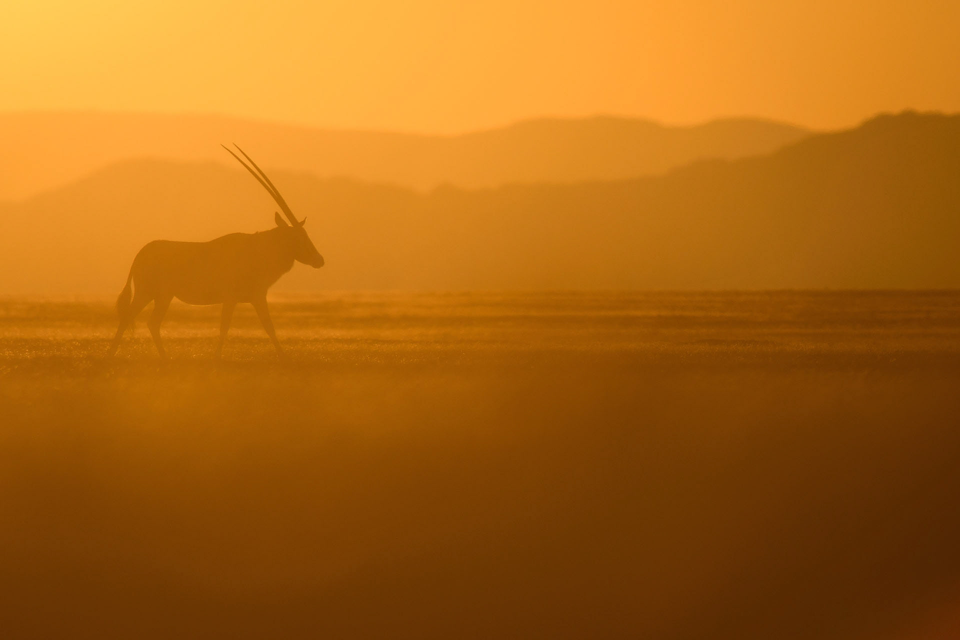 Oryx, Namib Desert | Namibia