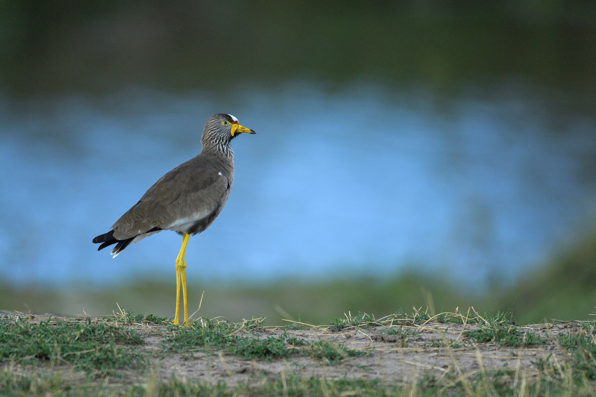 Lapwing, Masai Mara | Kenya