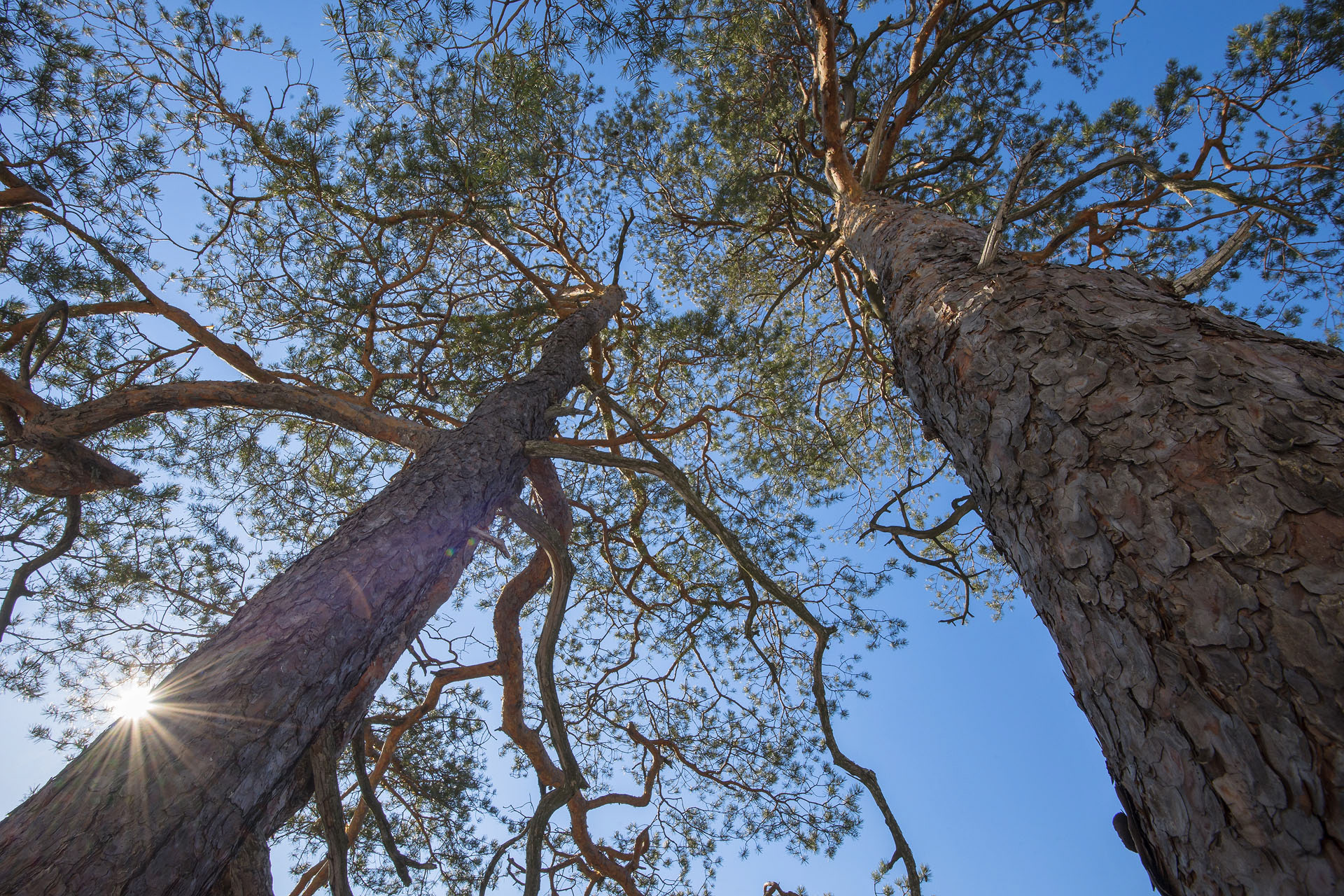 Pine trees | Cozia National Park
